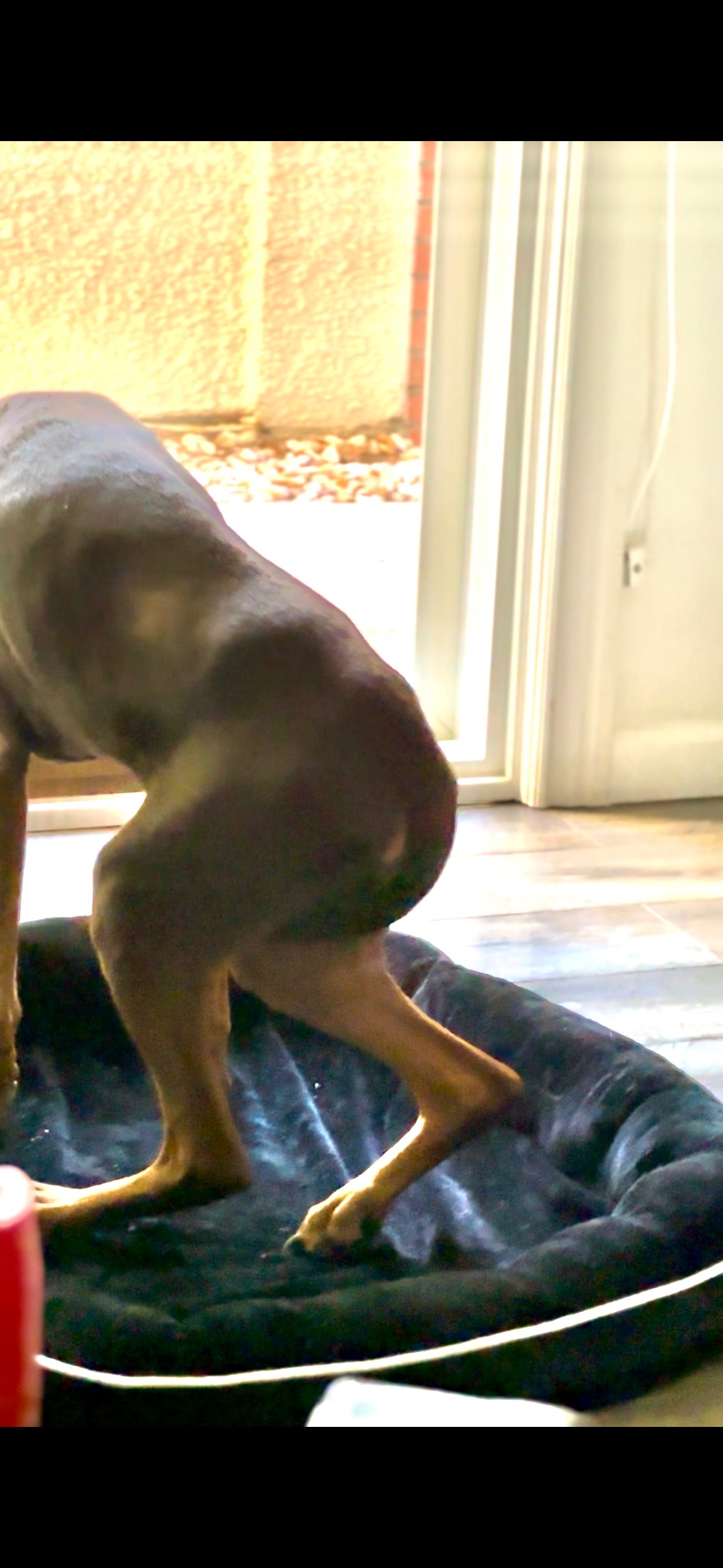 Dex’s Nerve Damage is Worsening — Help Save His Mobility campaign photo, 6 of 8