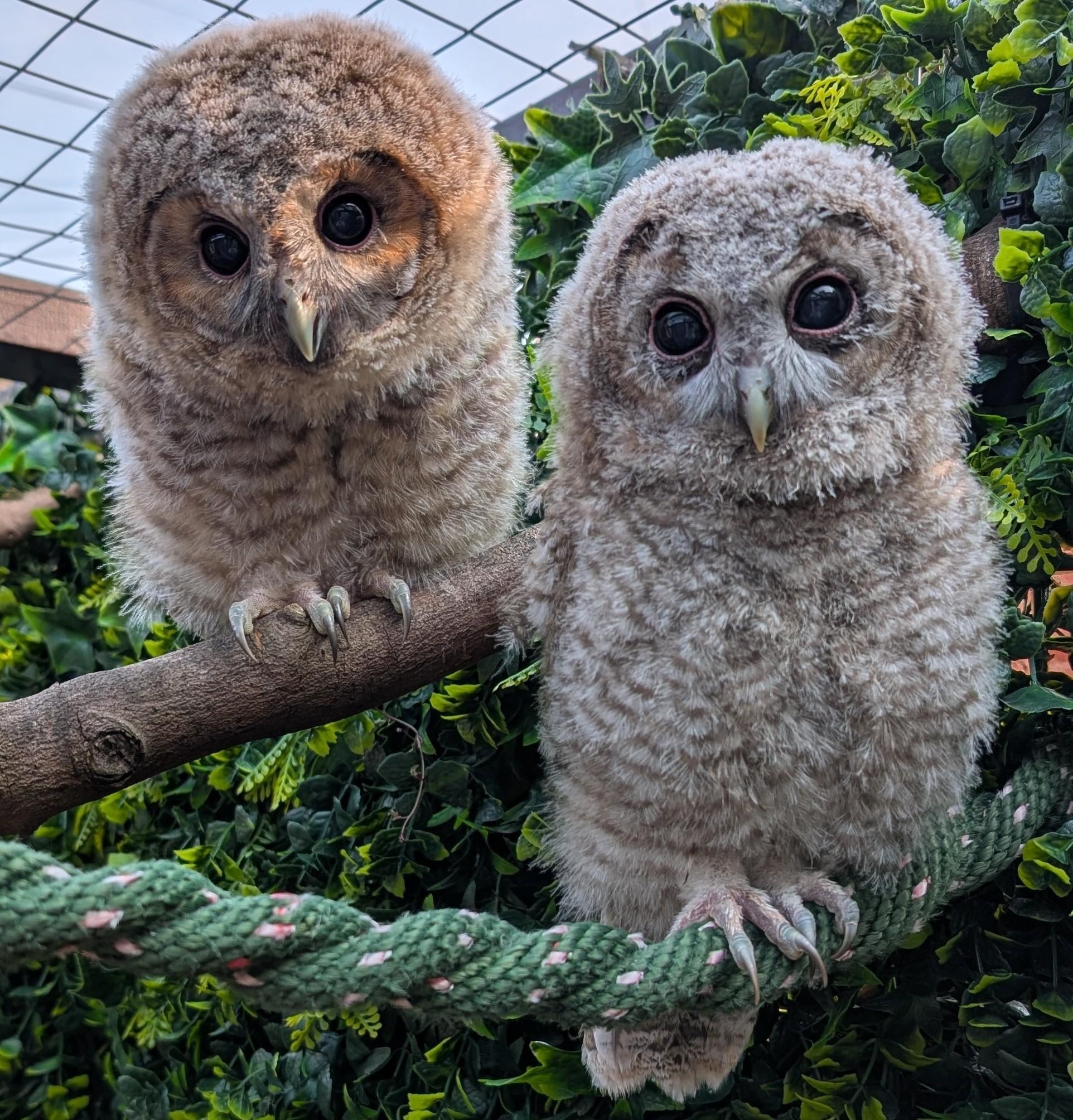 Owls Lives Matter needs your help! campaign photo, 6 of 6
