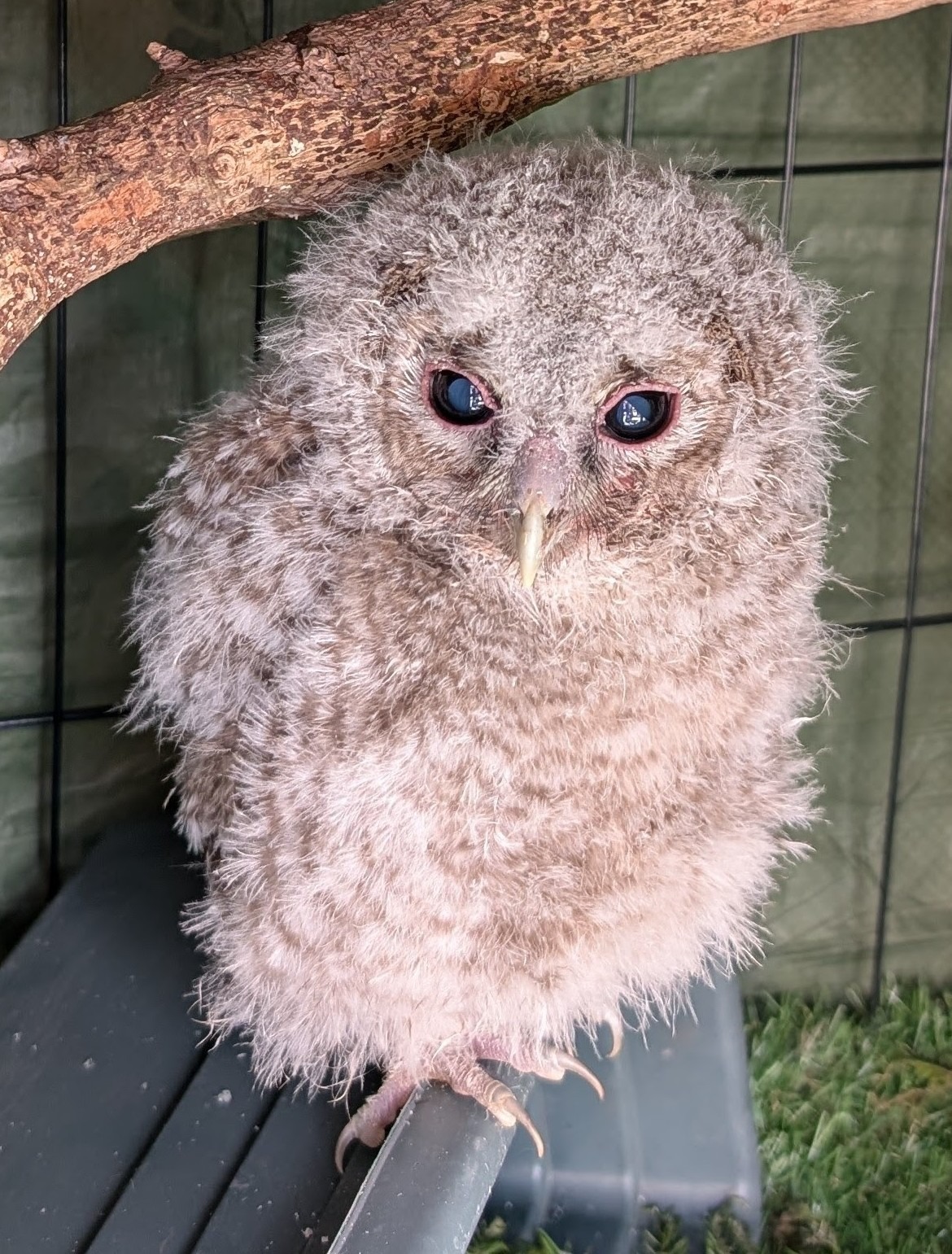 Owls Lives Matter needs your help! campaign photo, 2 of 6