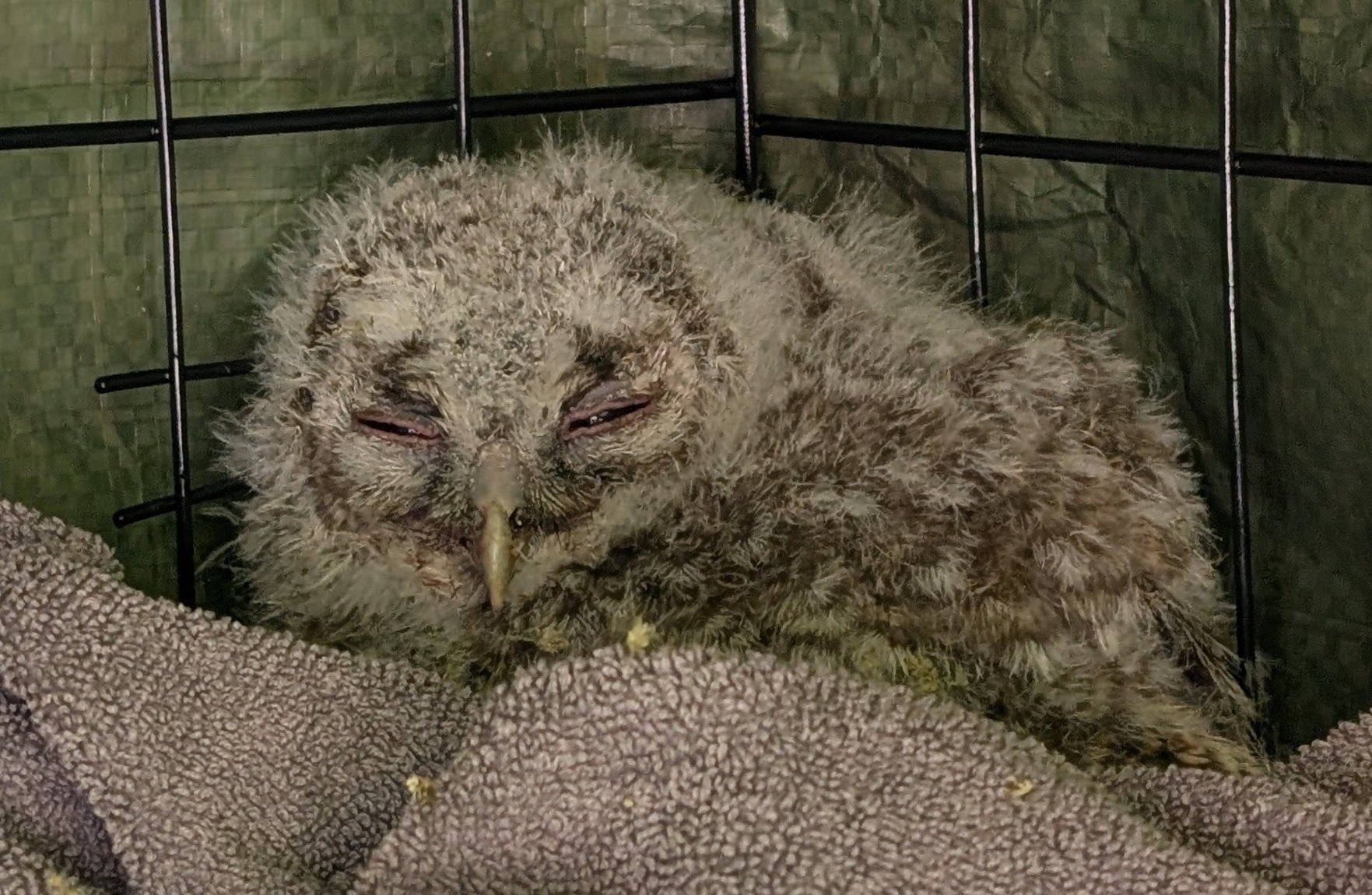 Owls Lives Matter needs your help! campaign photo, 4 of 6