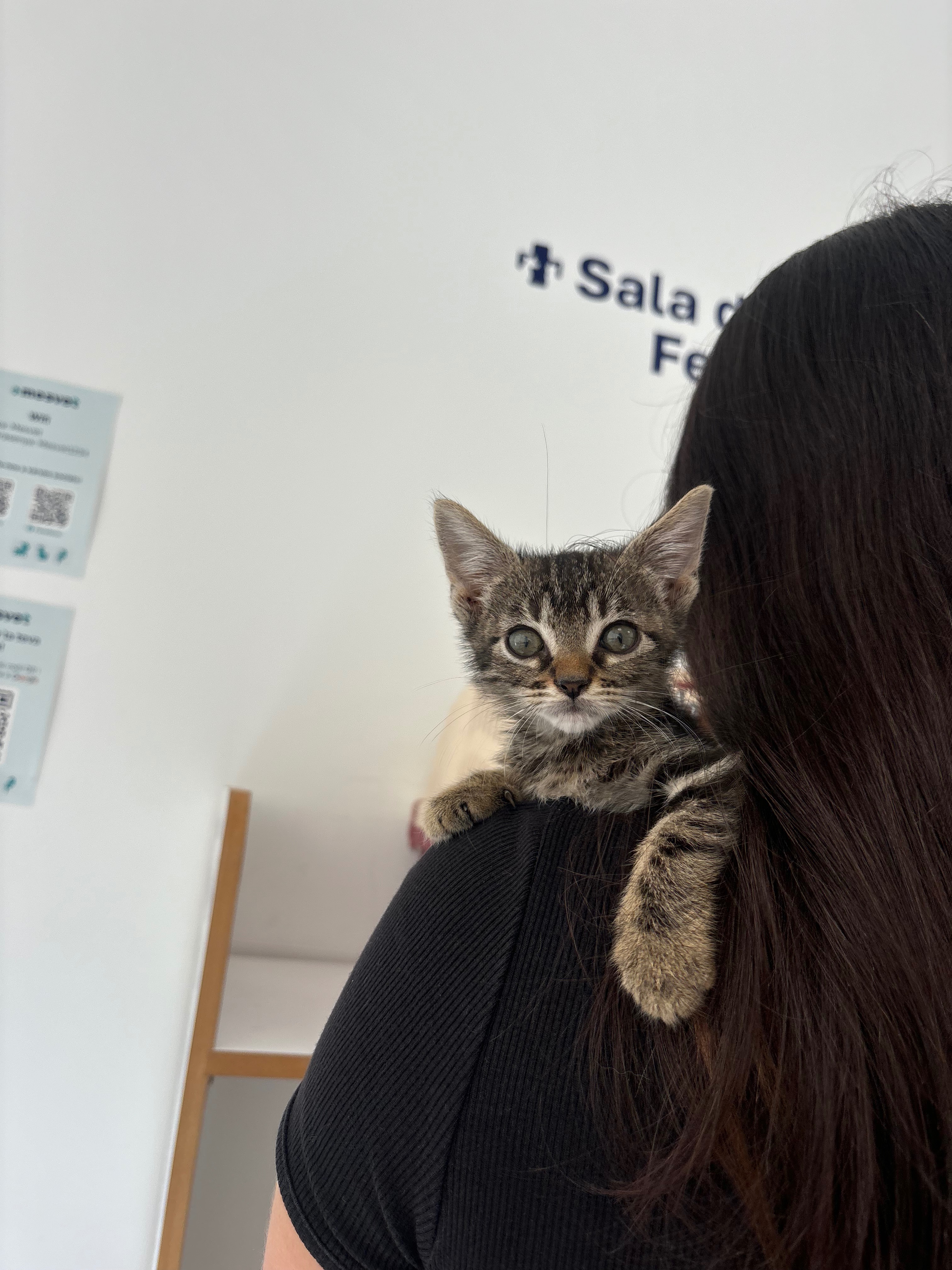 Gatito intoxicado campaign photo, 4 of 5
