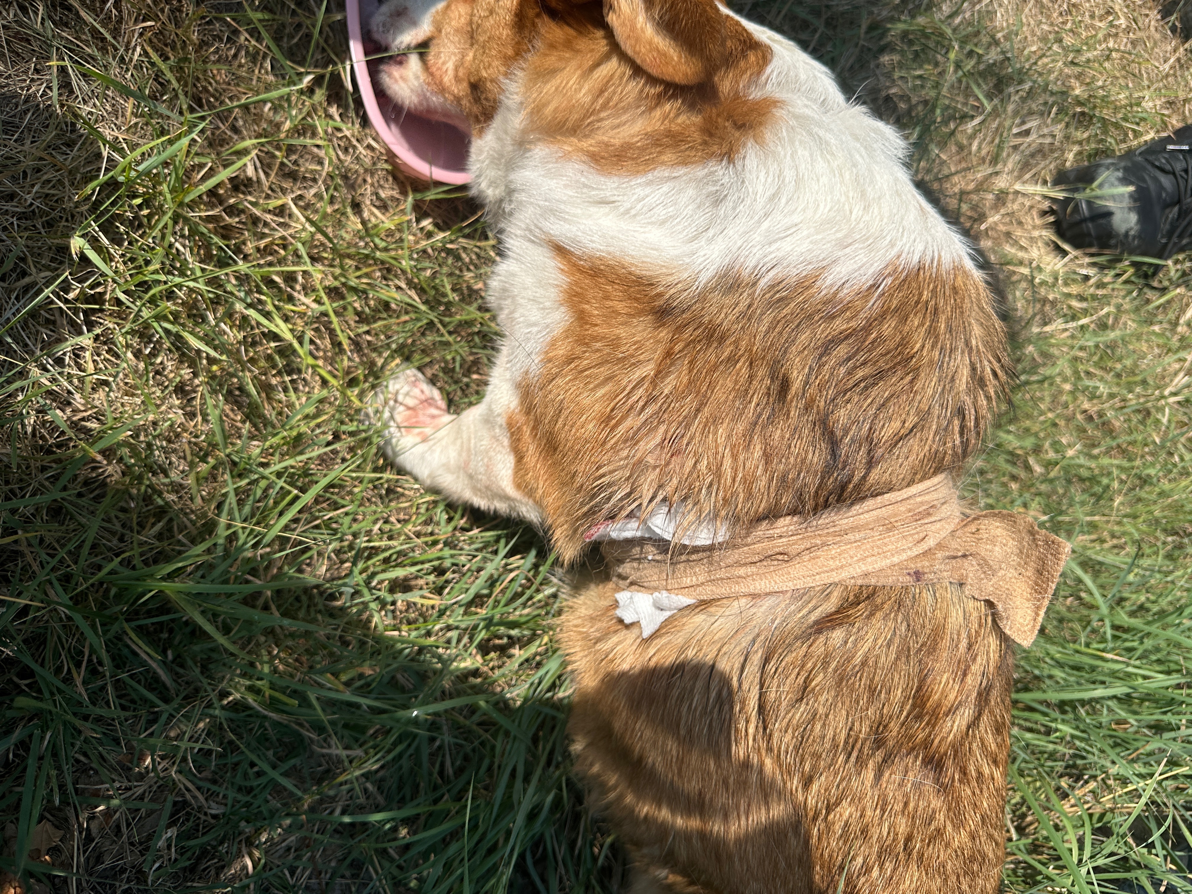 Help Wolf Recover From Vicious Unleashed Dog Attack campaign photo, 6 of 6