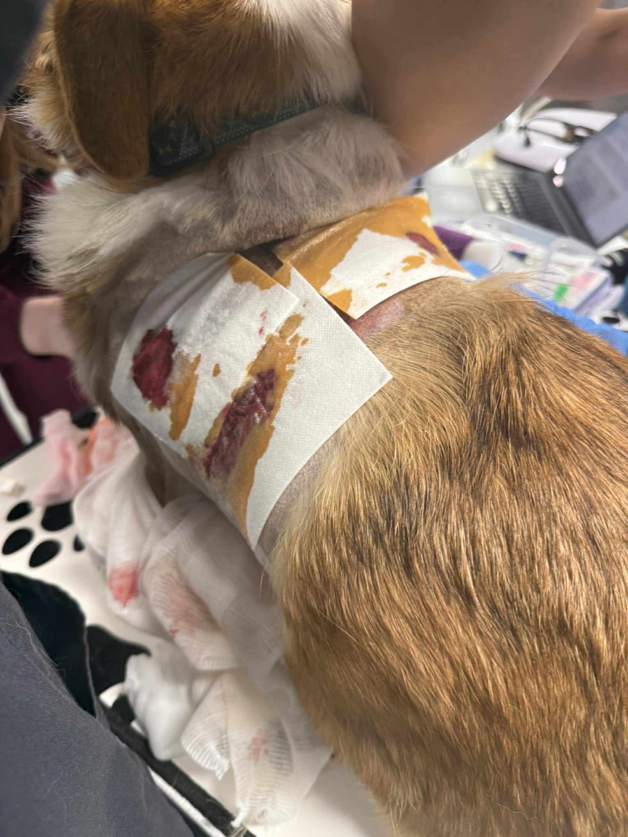Help Wolf Recover From Vicious Unleashed Dog Attack campaign photo, 4 of 6