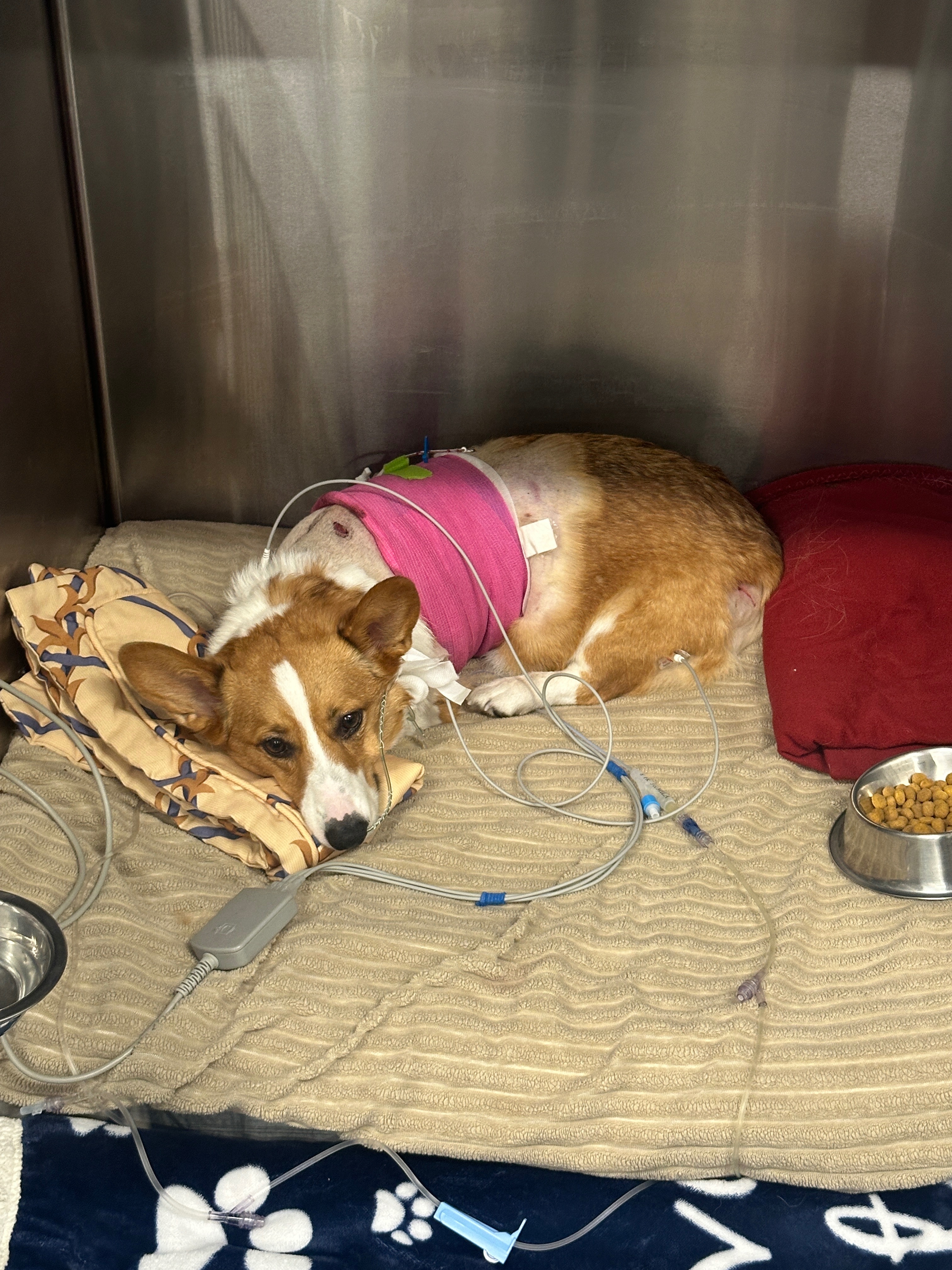 Help Wolf Recover From Vicious Unleashed Dog Attack campaign photo, 5 of 6
