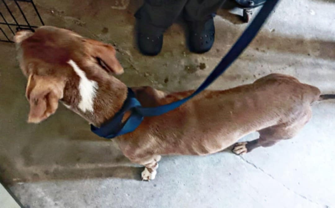 Support a Rescued Dog's Road to Recovery campaign photo, 2 of 4