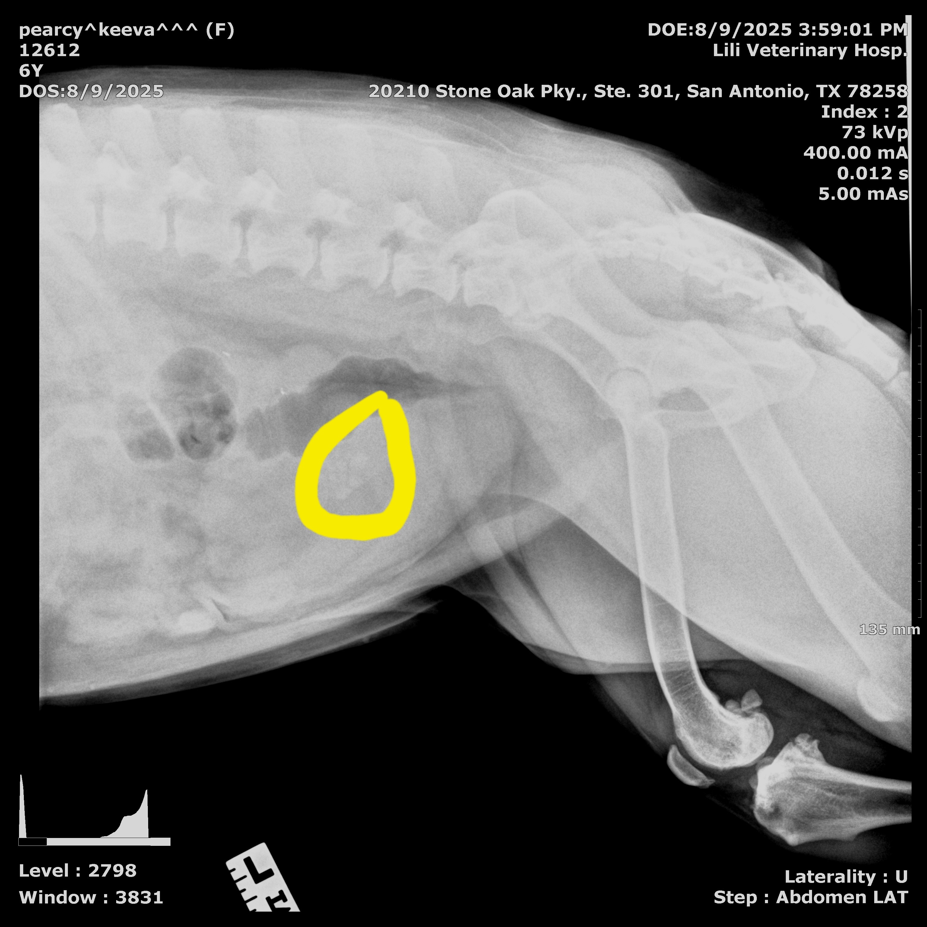 Urgent Surgery Needed for Keeva's Health campaign photo, 2 of 8