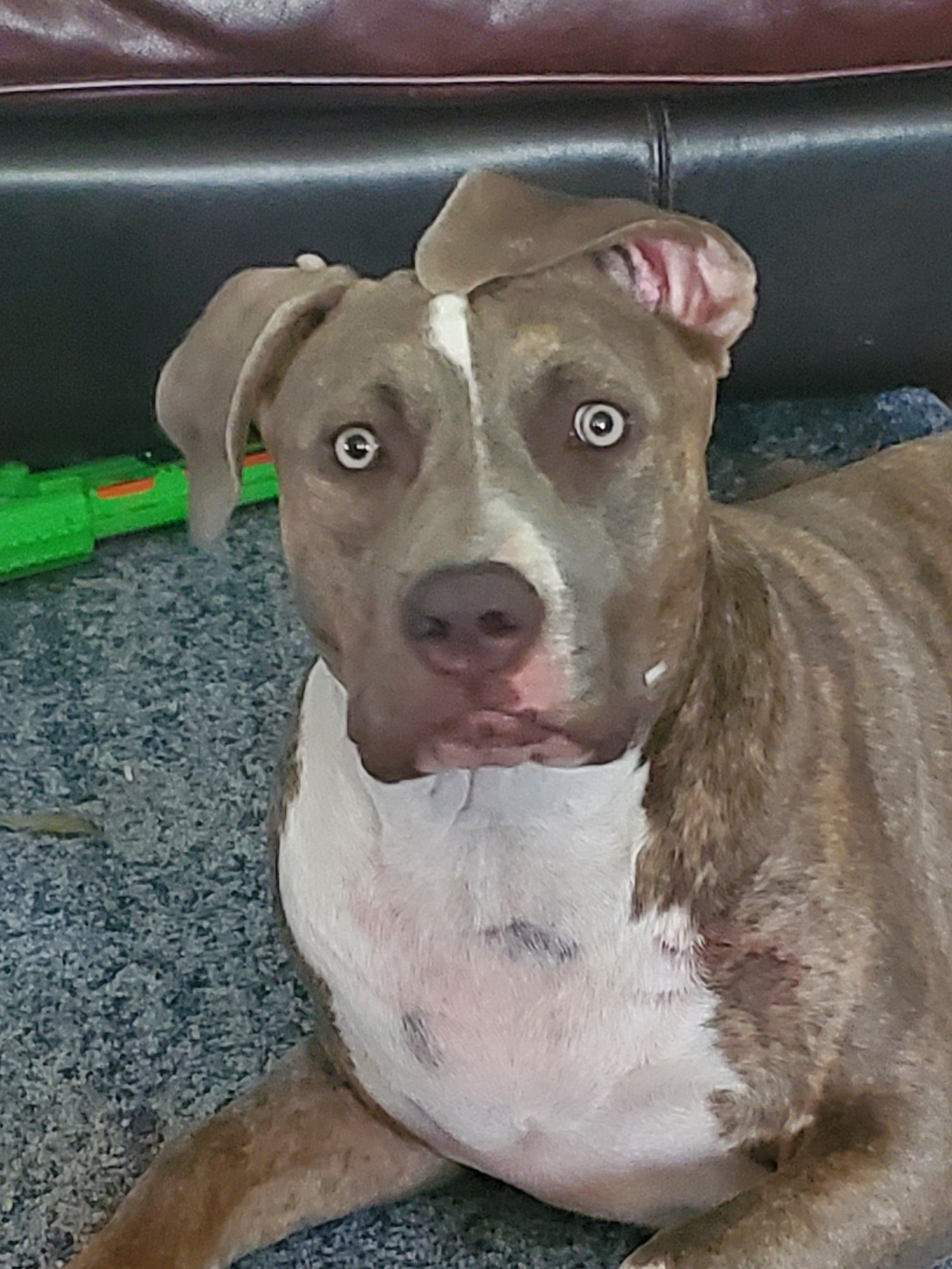 Urgent Surgery Needed for Keeva's Health campaign photo, 6 of 8