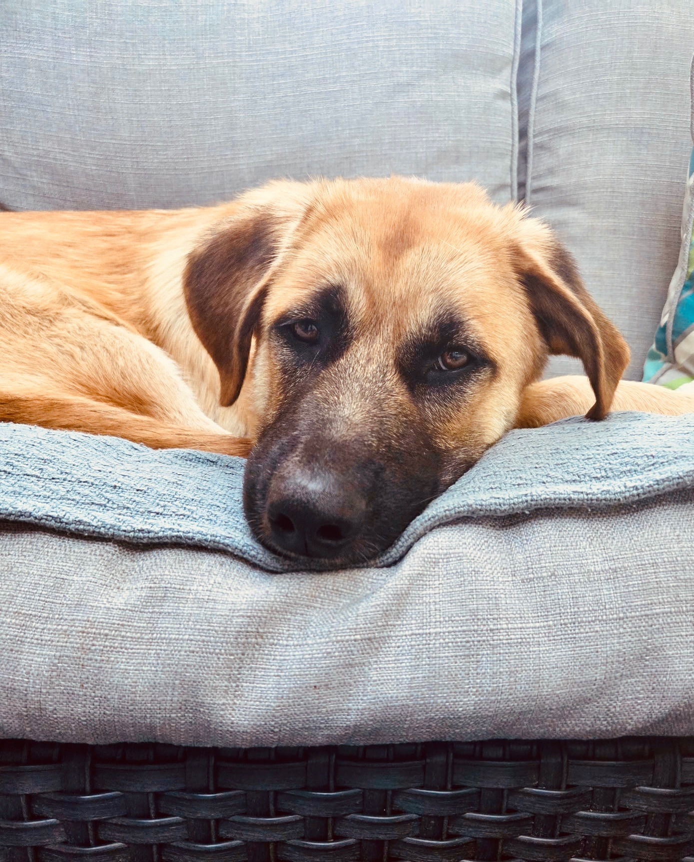 Rescued DUCHESS needs orthopedic surgery on her shoulder campaign photo, 2 of 4