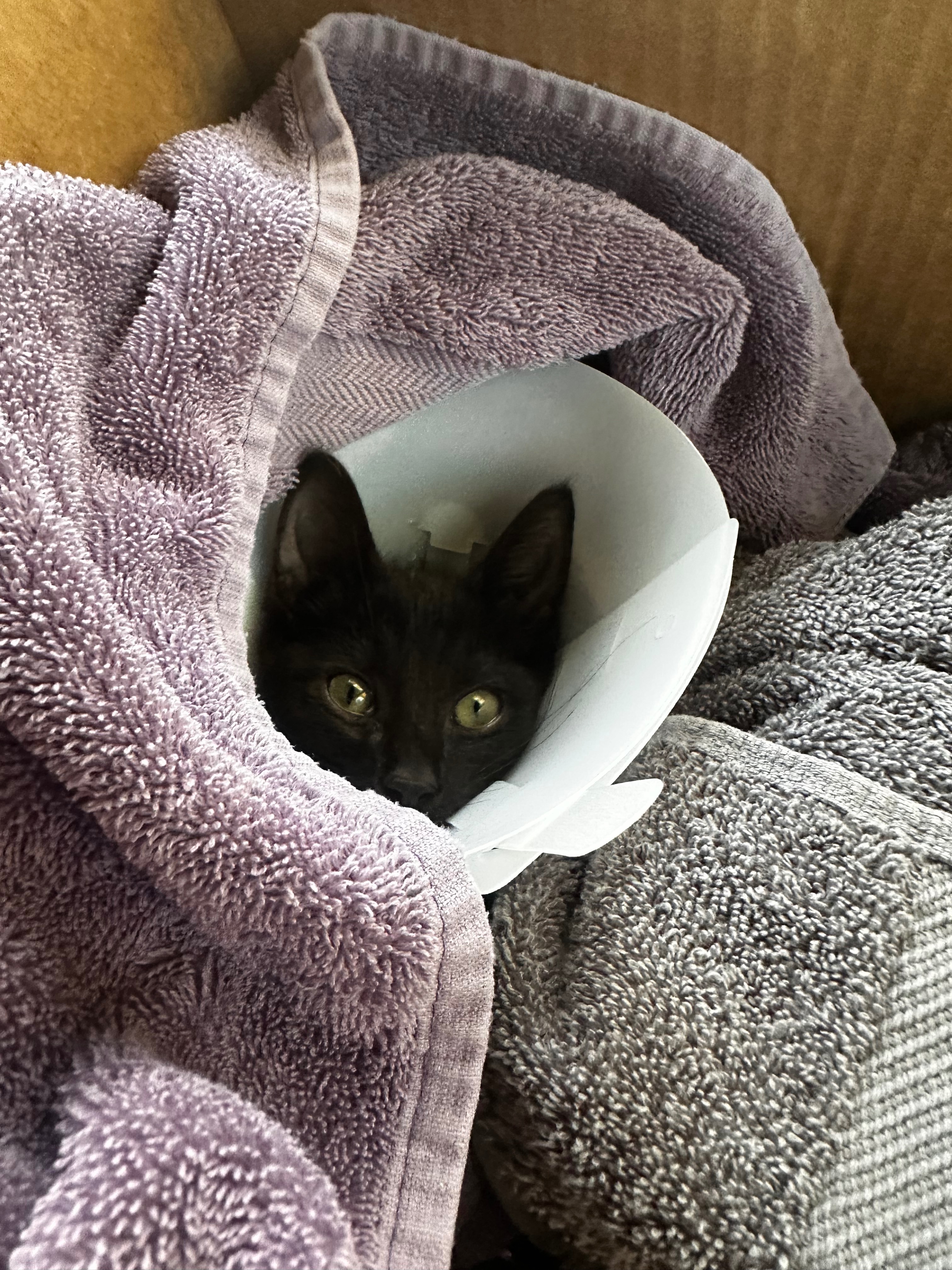 Save Poppy: Surgery Funds Required campaign photo, 2 of 7