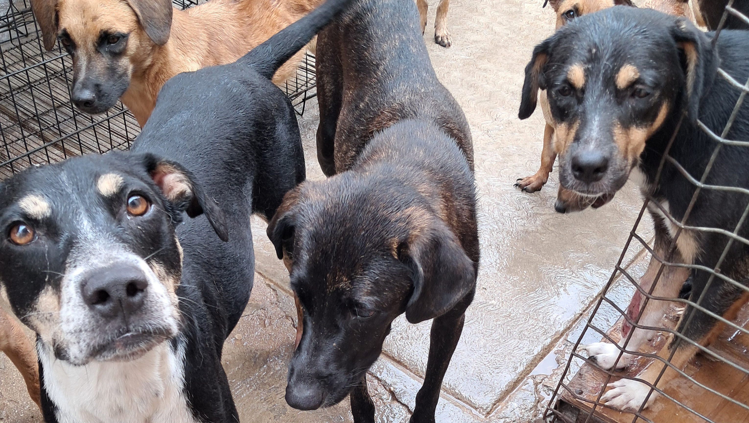 Animales Rescatados Fundraiser by Fernanda Navarro : Habilitar un refugio para nuestros ...