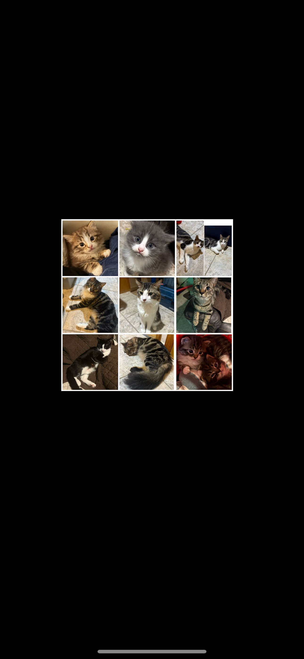 Rescue 11 Cats from Hoarding campaign photo, 2 of 4