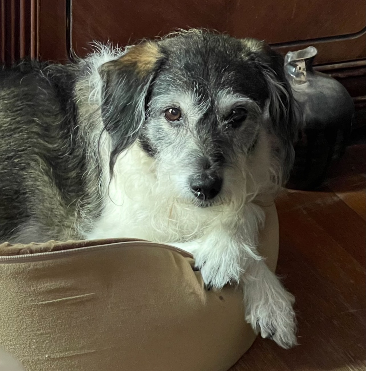 Help Lisa & Her Senior Dogs Save Their Home From Foreclosure campaign photo, 7 of 8
