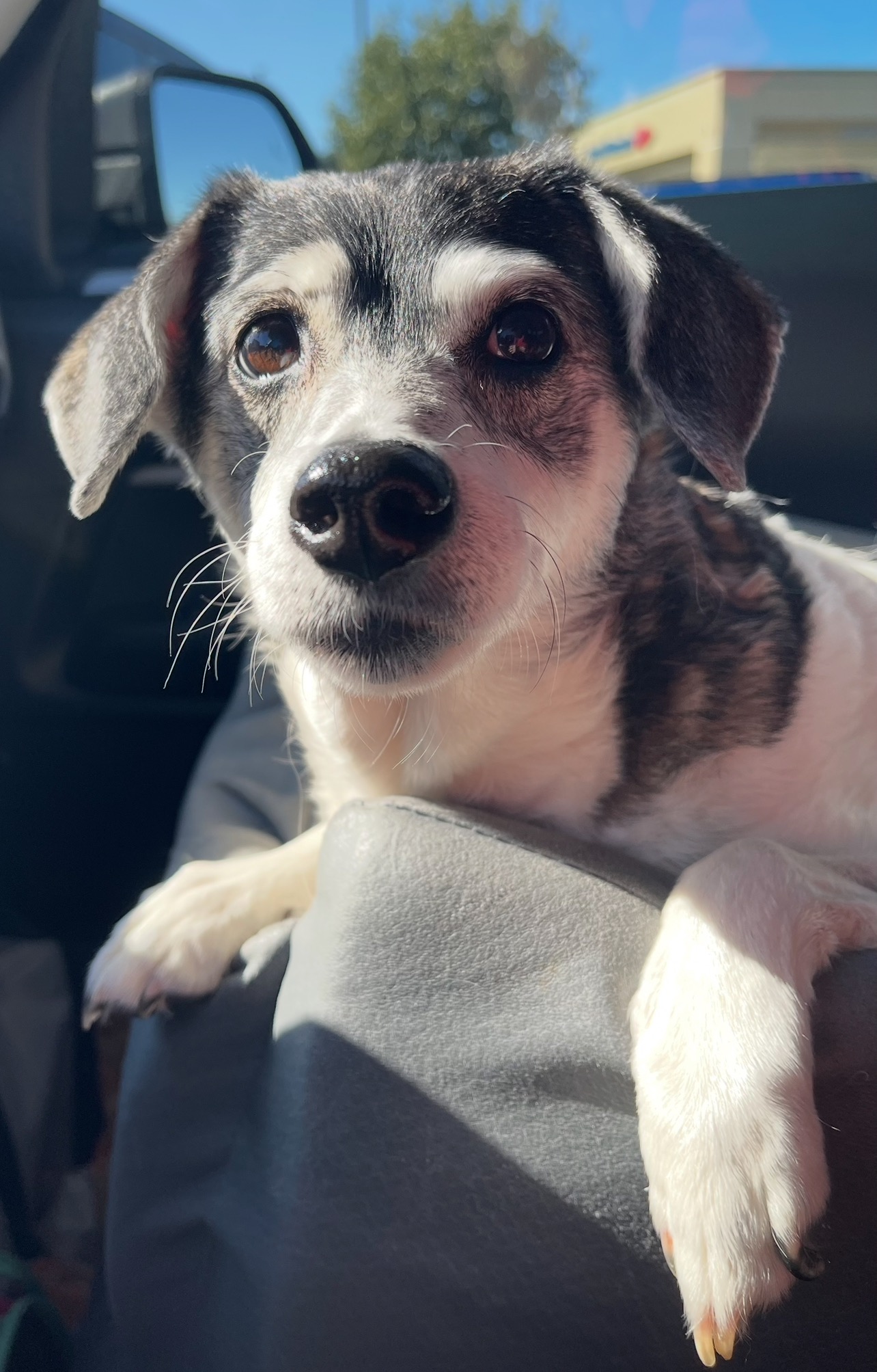 Help Lisa & Her Senior Dogs Save Their Home From Foreclosure campaign photo, 5 of 8