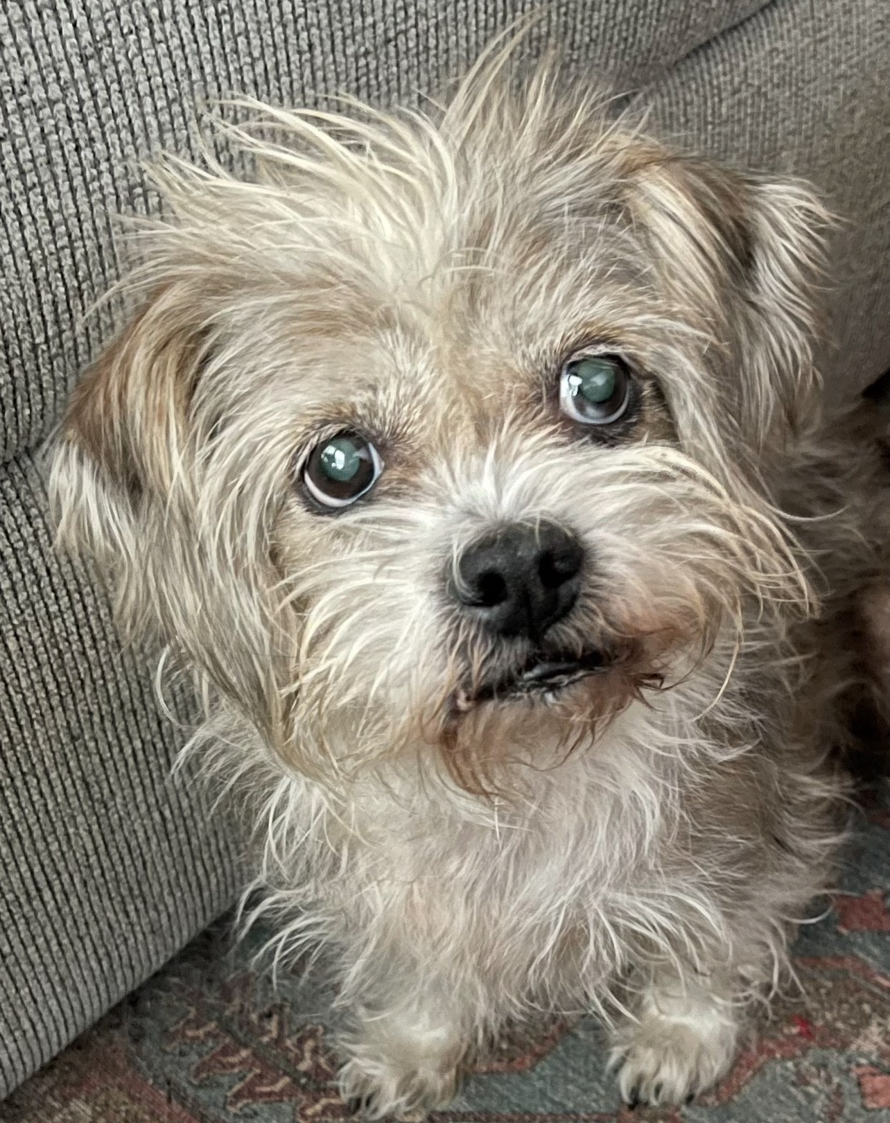 Help Lisa & Her Senior Dogs Save Their Home From Foreclosure campaign photo, 6 of 8