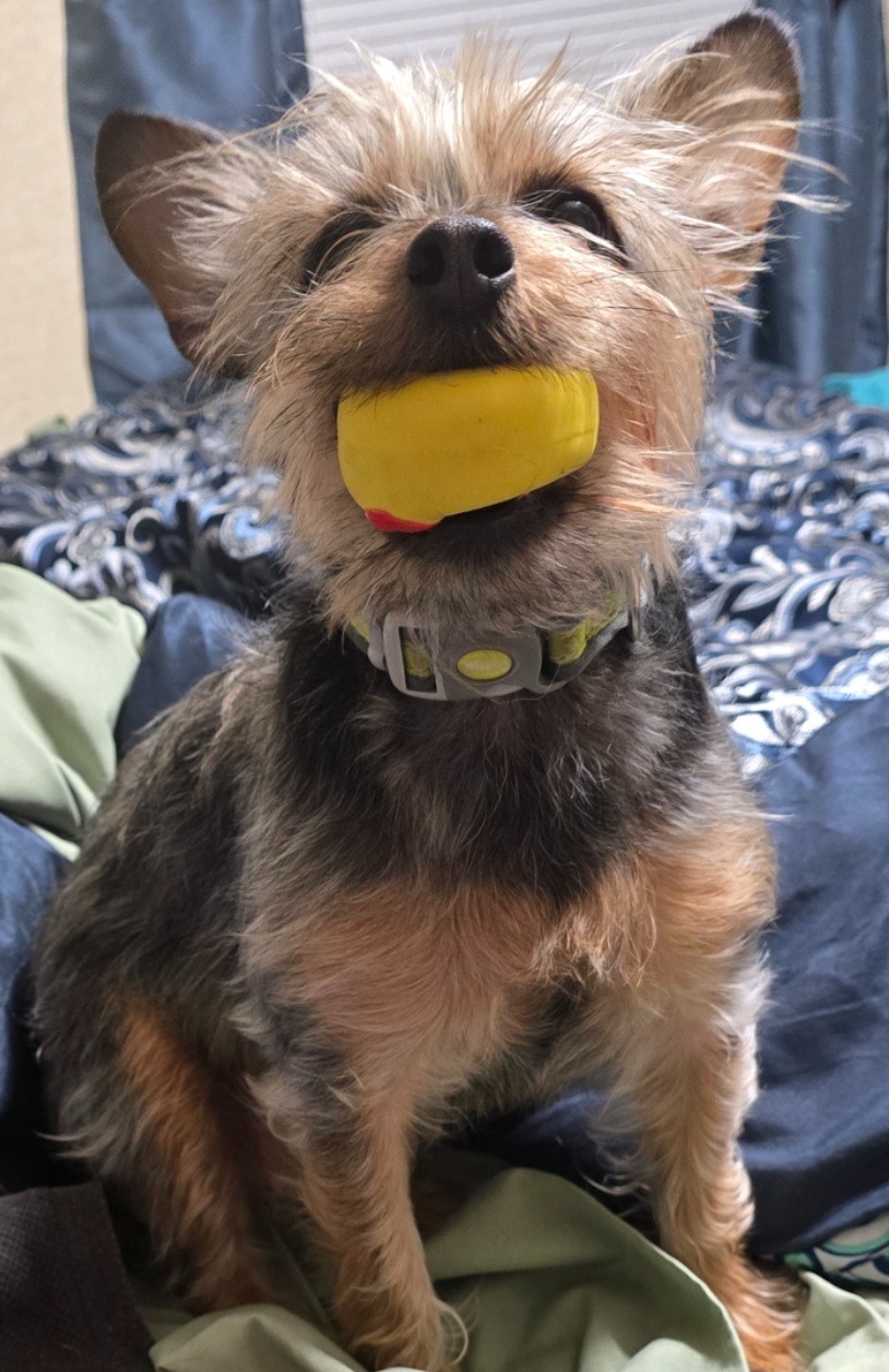 Support Our Dog's Surgery and Healing campaign photo, 2 of 4