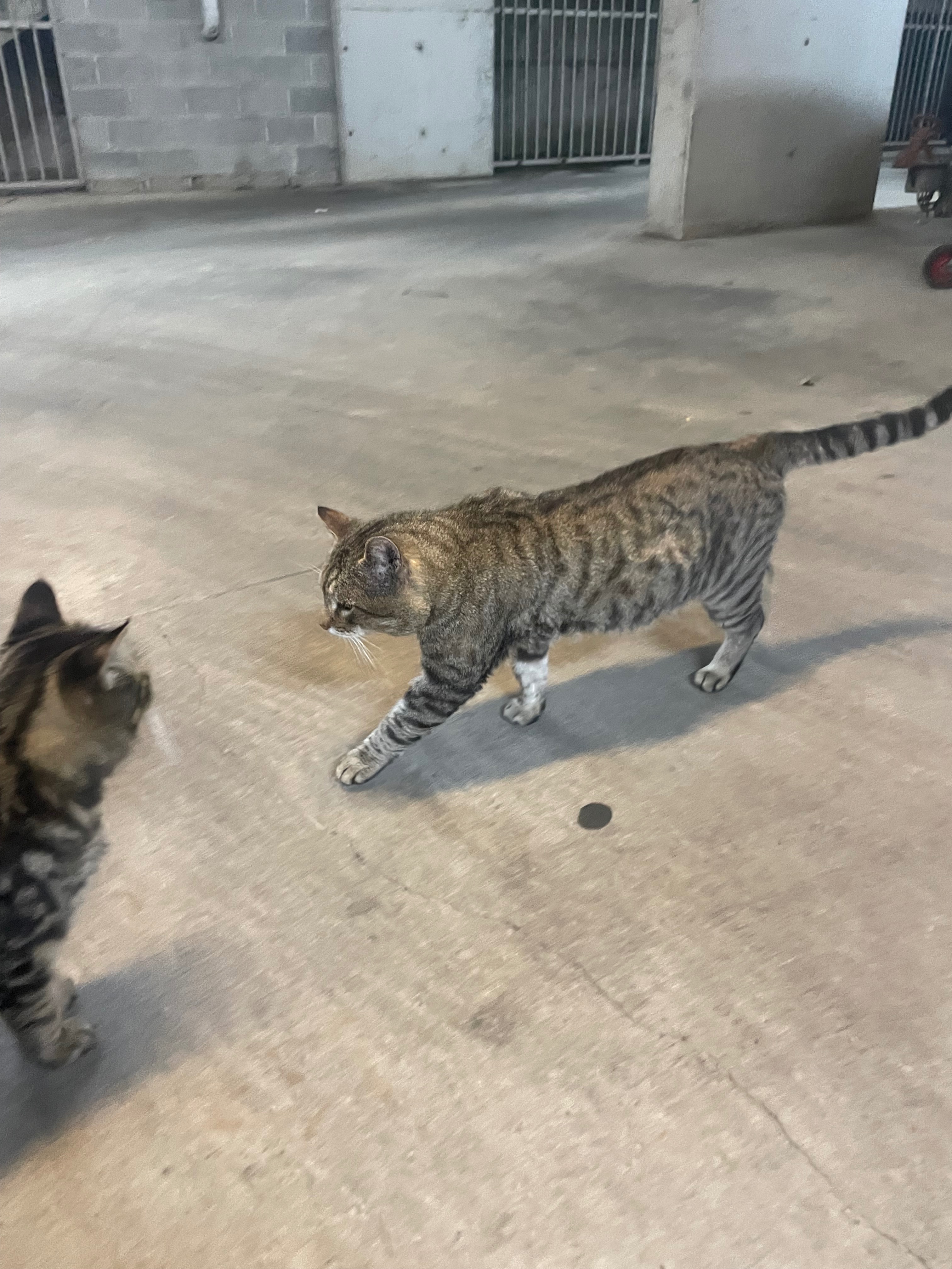 Cat TNR campaign photo, 2 of 8
