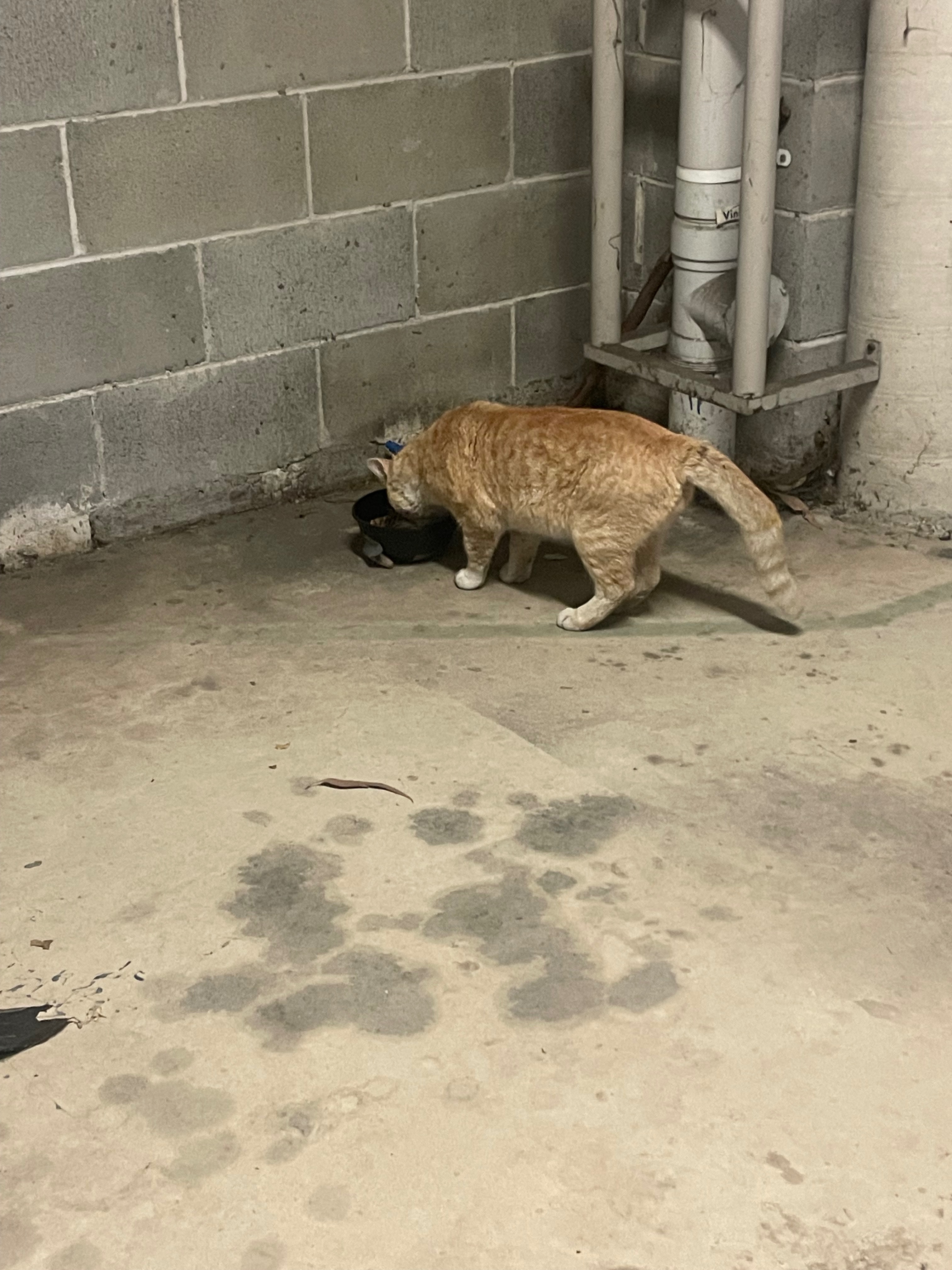 Cat TNR campaign photo, 4 of 8