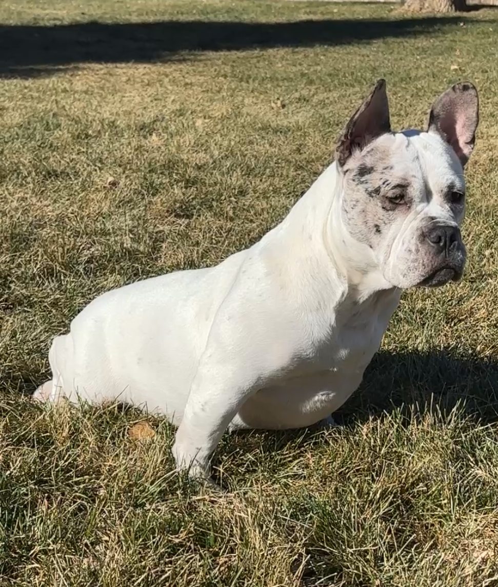 Save Rhea's Leg: Urgent Medical Fund campaign photo, 5 of 8