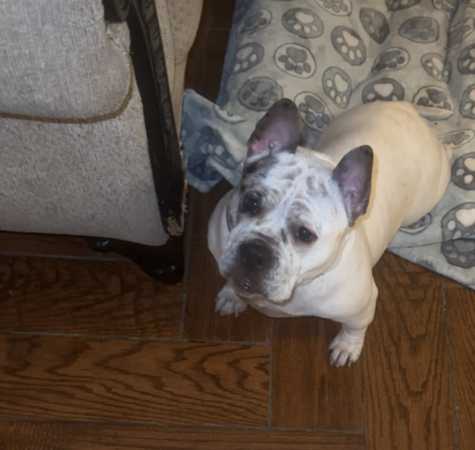 Save Rhea's Leg: Urgent Medical Fund campaign photo, 4 of 8
