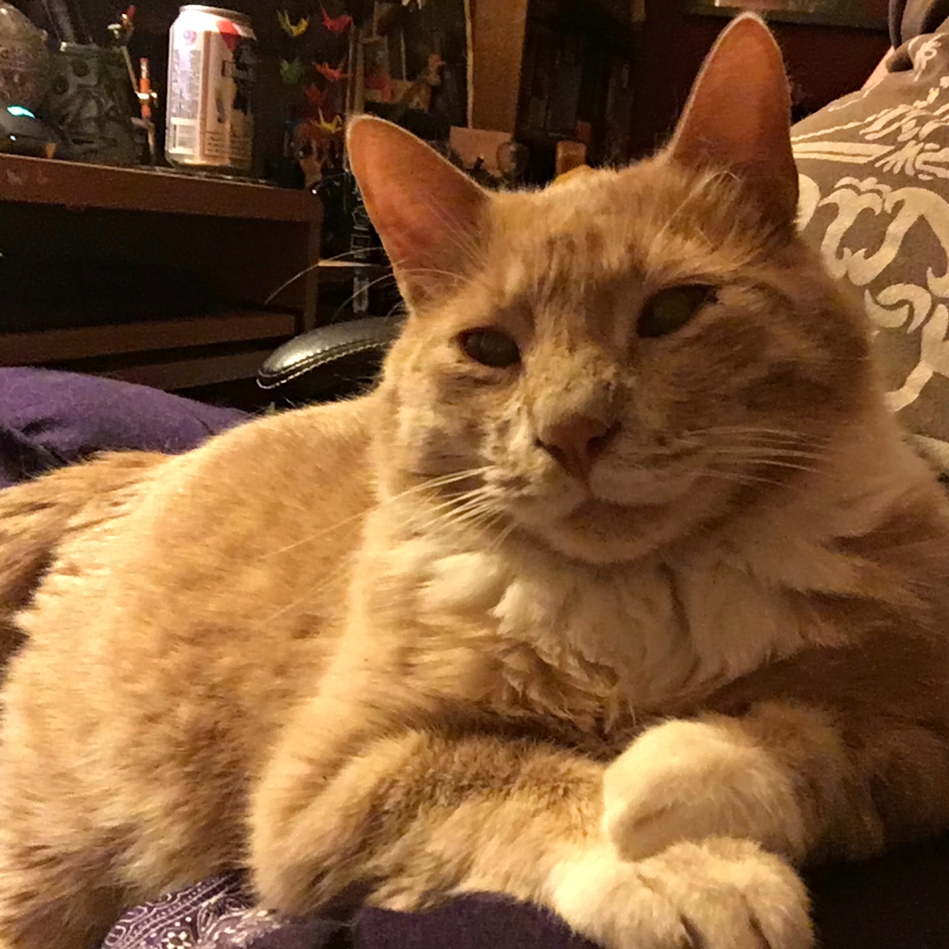 Support Punk Kitty's Dental Surgery campaign photo, 2 of 8