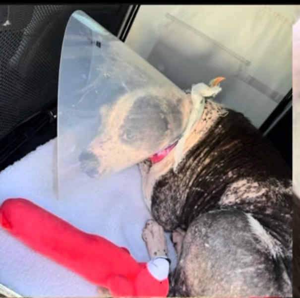 Help Precious Fight for Her Second Chance at Life campaign photo, 2 of 6