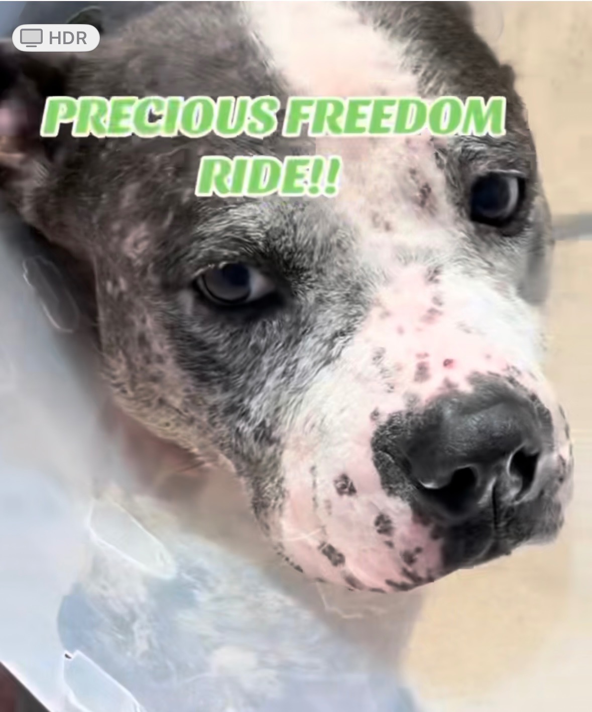 Help Precious Fight for Her Second Chance at Life campaign photo, 5 of 6
