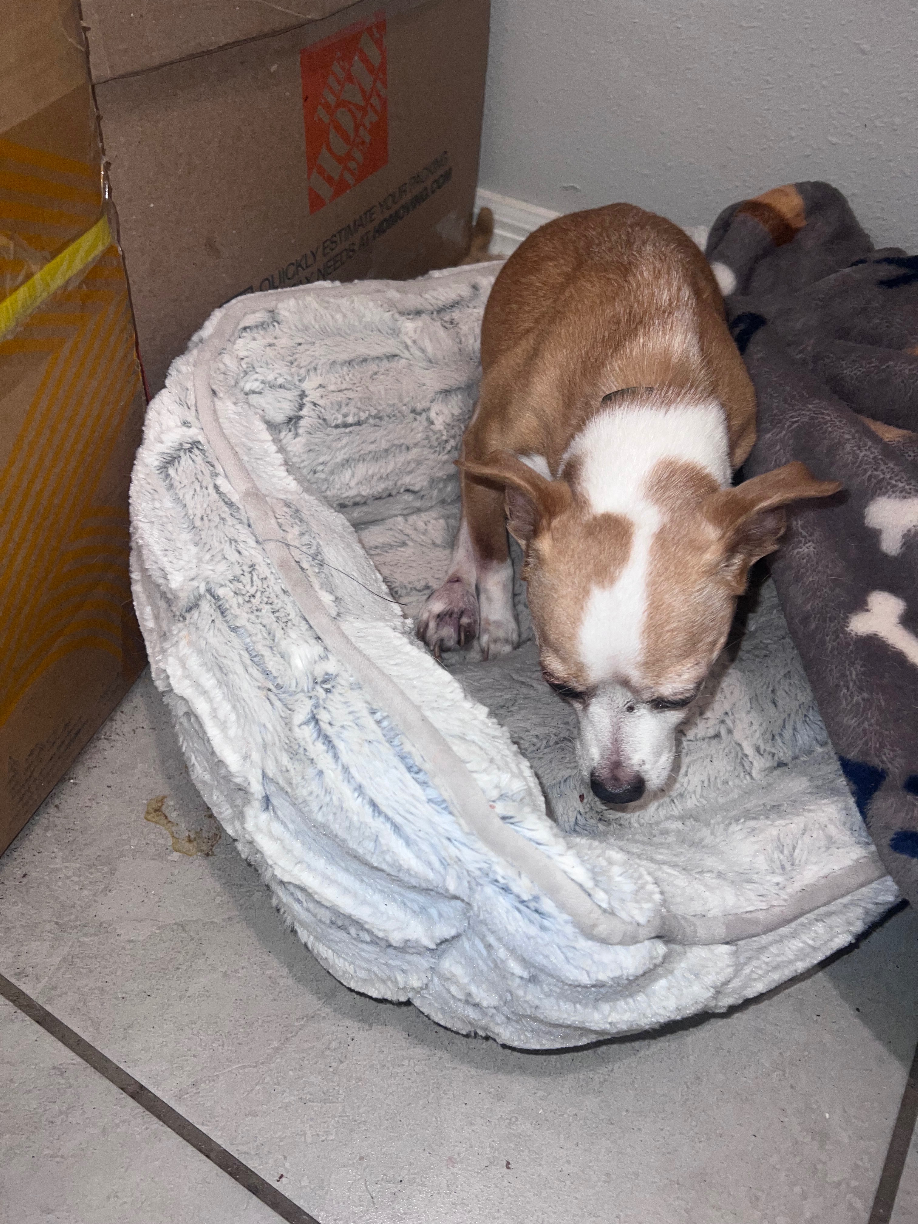 Urgent Aid for My Dog's Eye and Leg campaign photo, 4 of 5