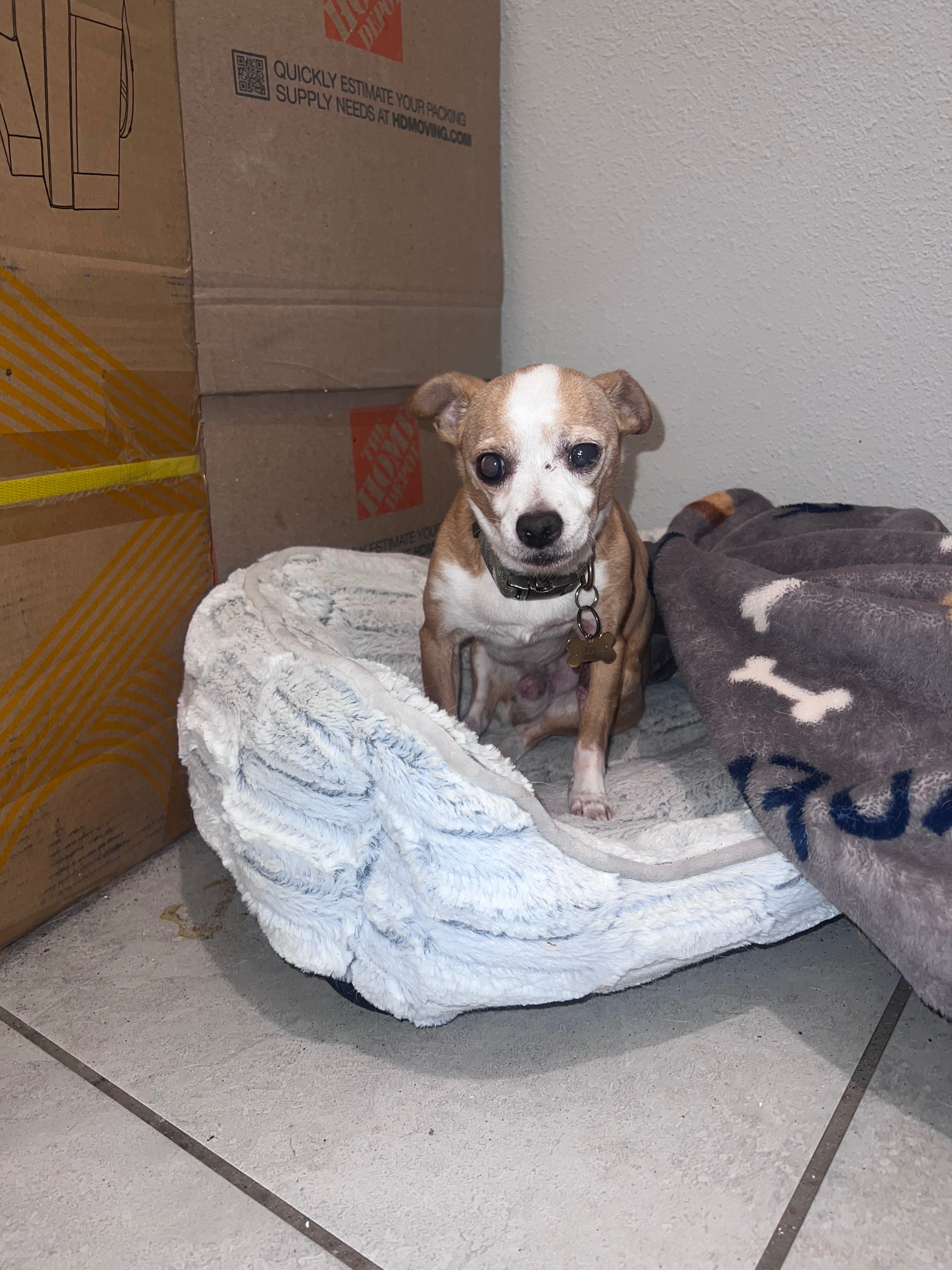 Urgent Aid for My Dog's Eye and Leg campaign photo, 2 of 5