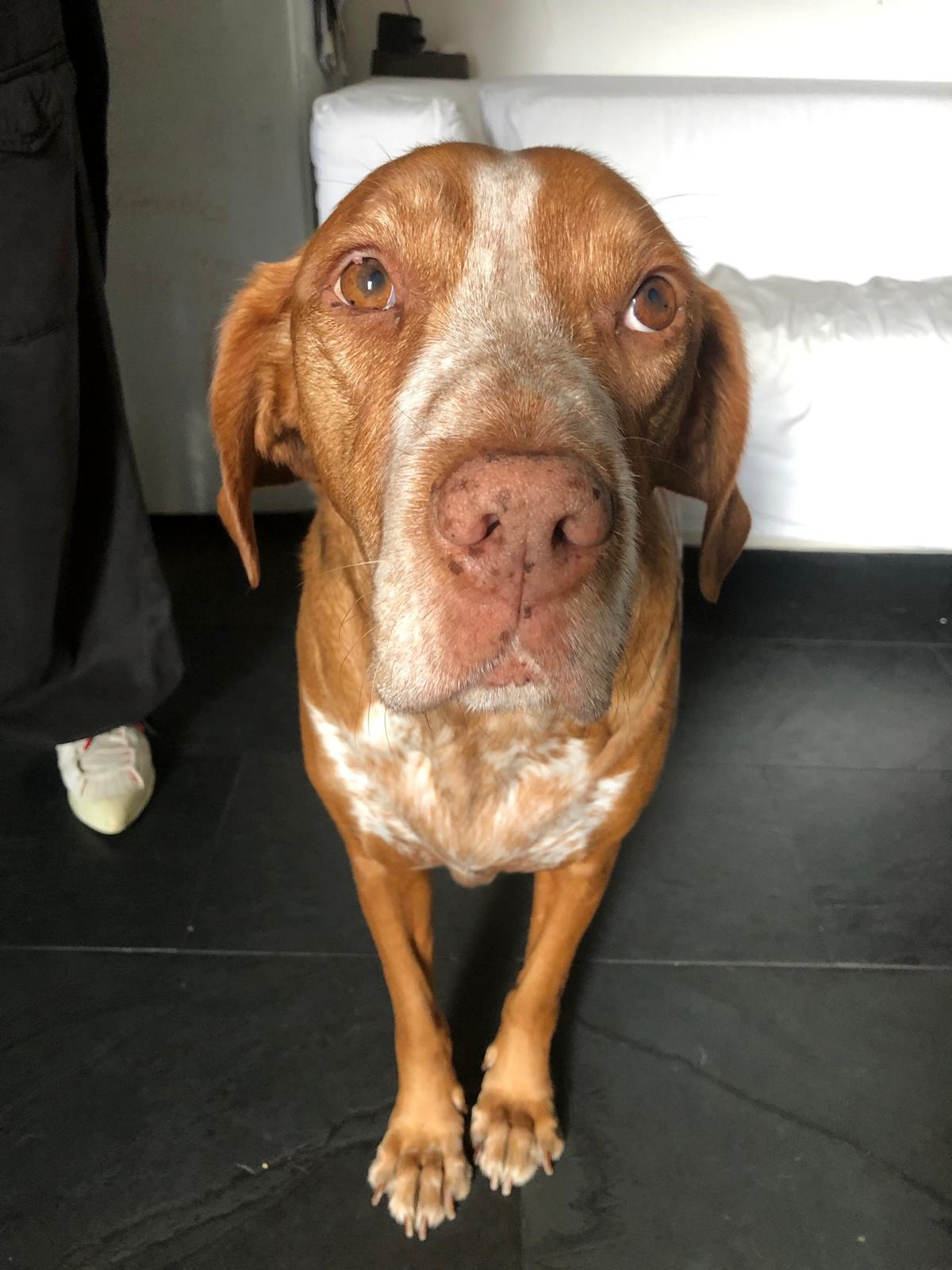 Help Us with Papi’s Surgery campaign photo, 4 of 4