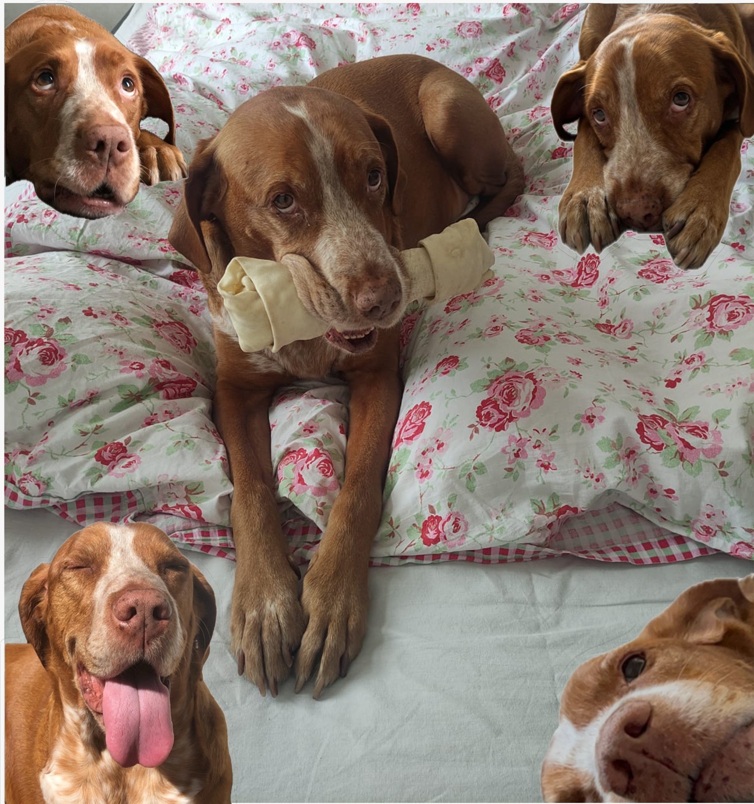 Help Us with Papi’s Surgery campaign photo, 2 of 4