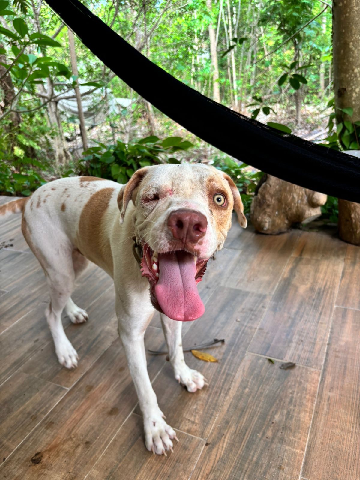 Give Salvi the life he deserves campaign photo, 5 of 6