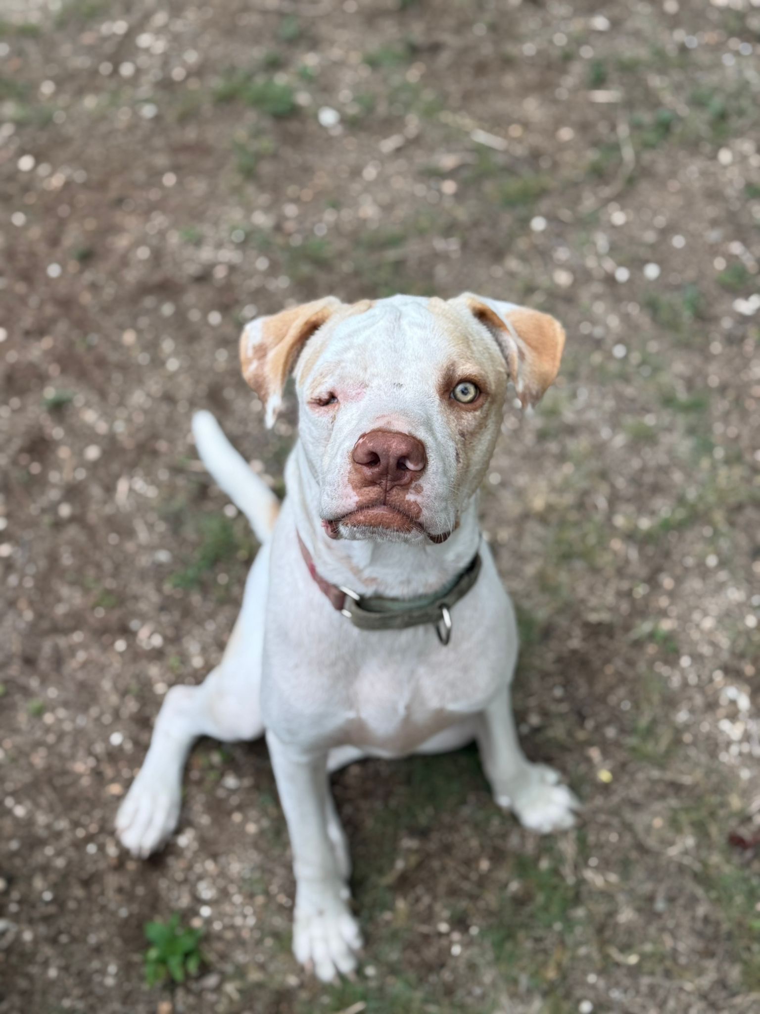 Give Salvi the life he deserves campaign photo, 2 of 6