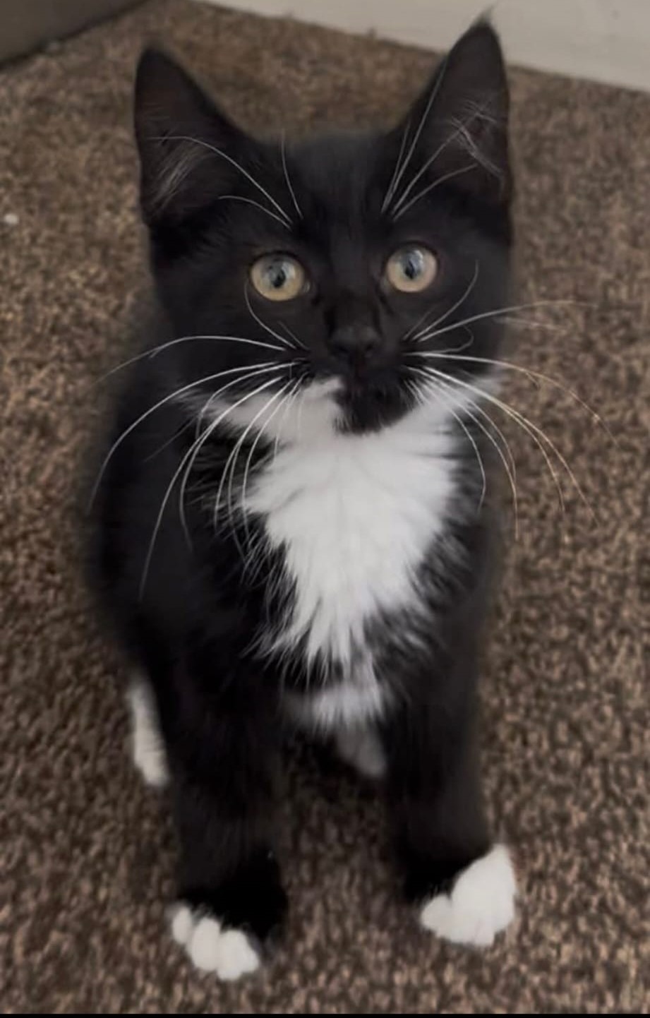 Henry's Haven Cat Rescue - How Many Cats Fundraiser campaign photo, 2 of 8