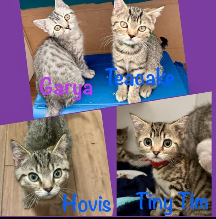 Henry's Haven Cat Rescue - How Many Cats Fundraiser campaign photo, 5 of 8