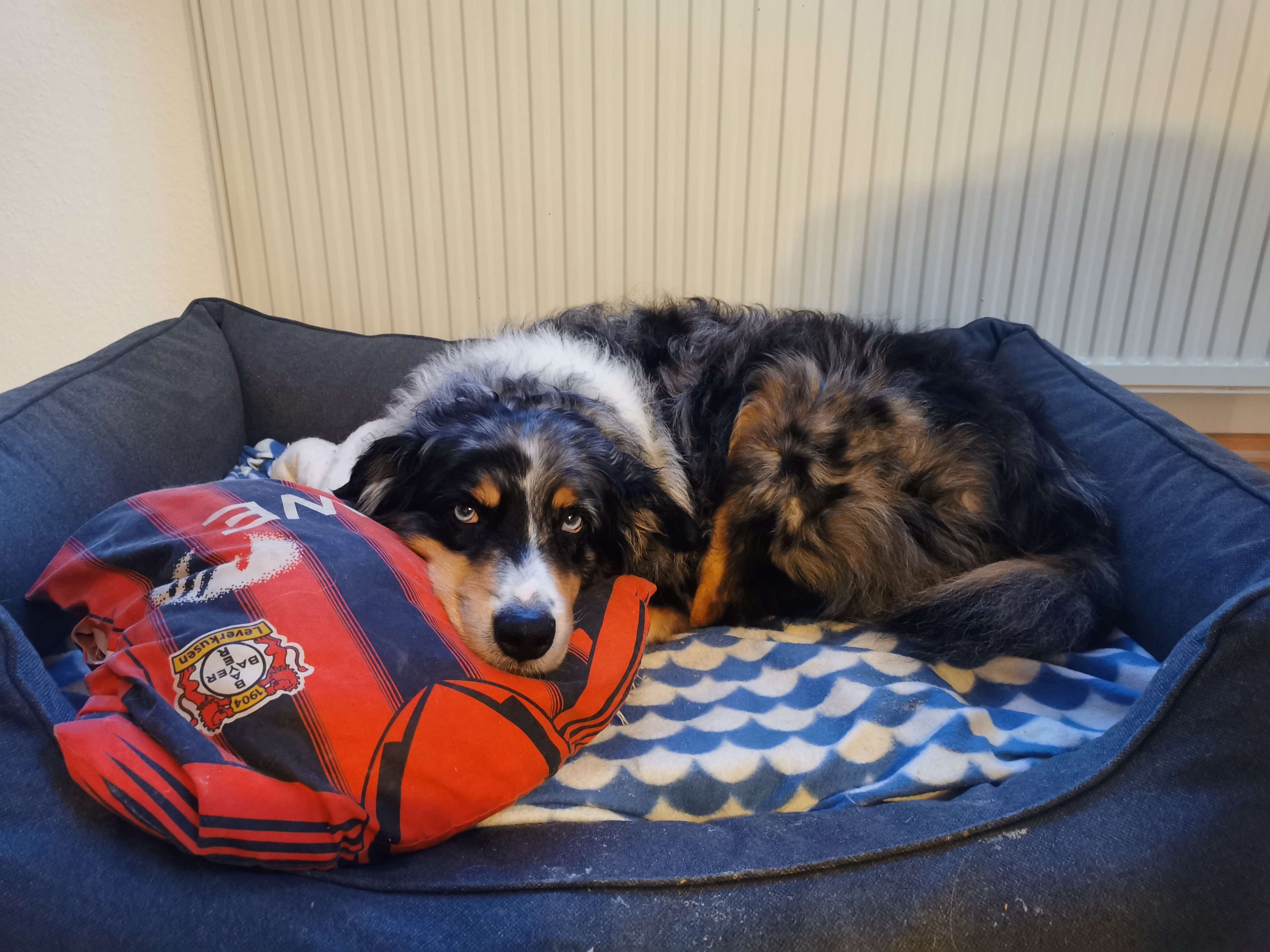 Tierarztkosten und Bestattung Henry campaign photo, 2 of 4