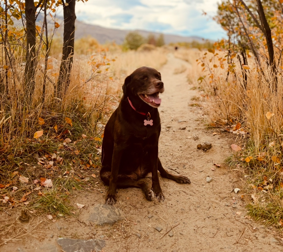 HELP SAVE DAISY!!! campaign photo, 7 of 8