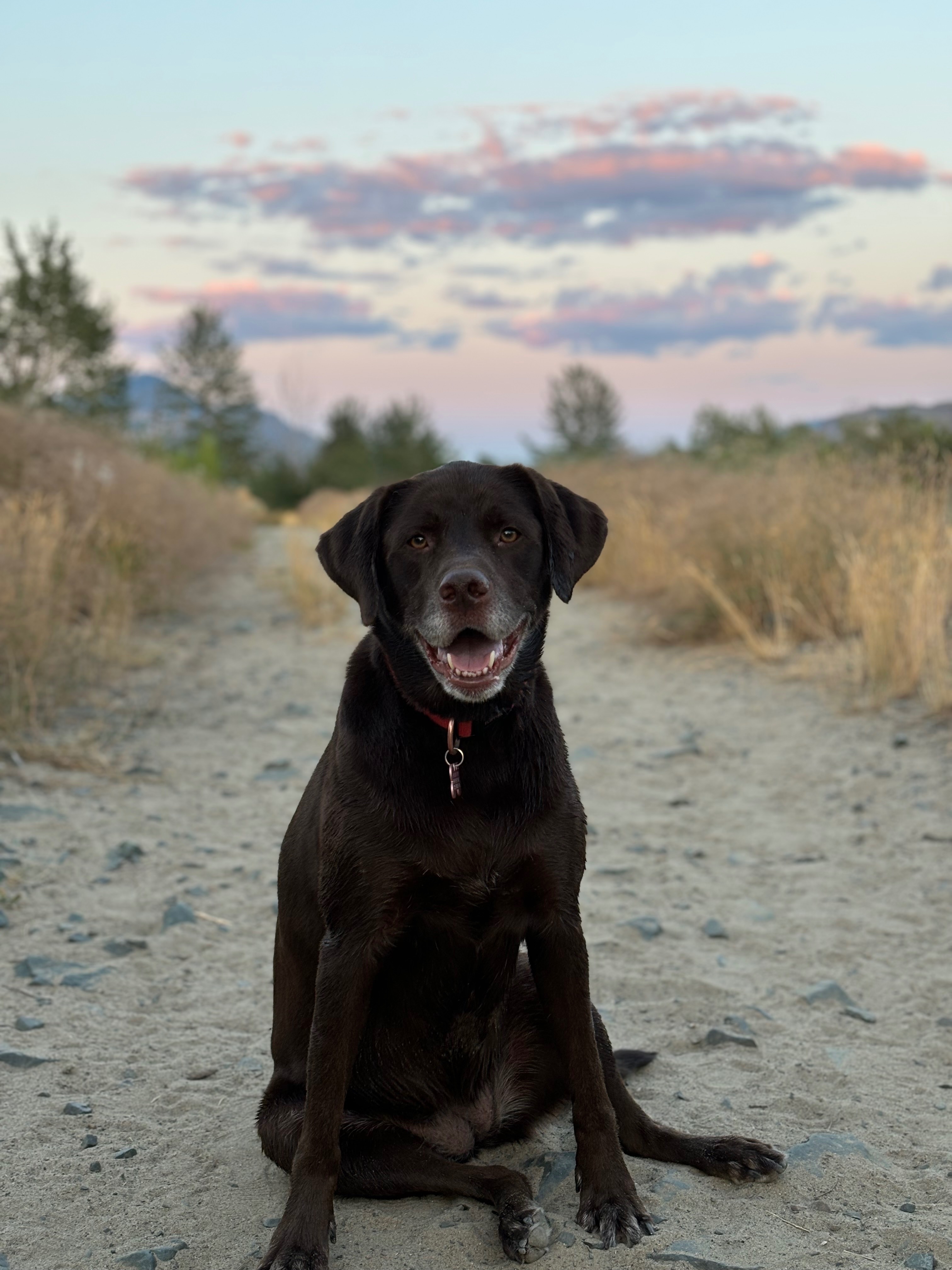 HELP SAVE DAISY!!! campaign photo, 6 of 8
