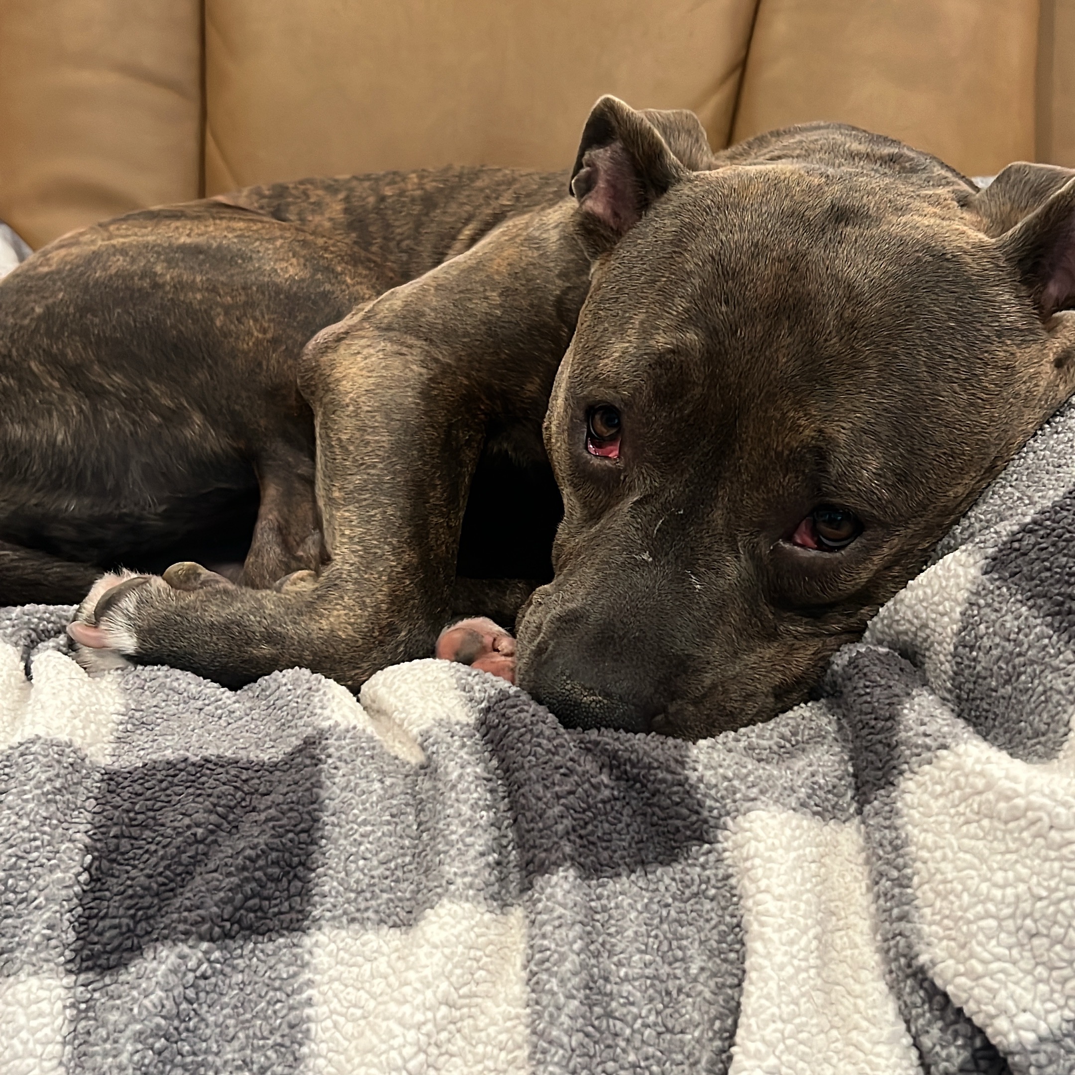 Help Gigi Walk Again: Support Her Surgery campaign photo, 2 of 7