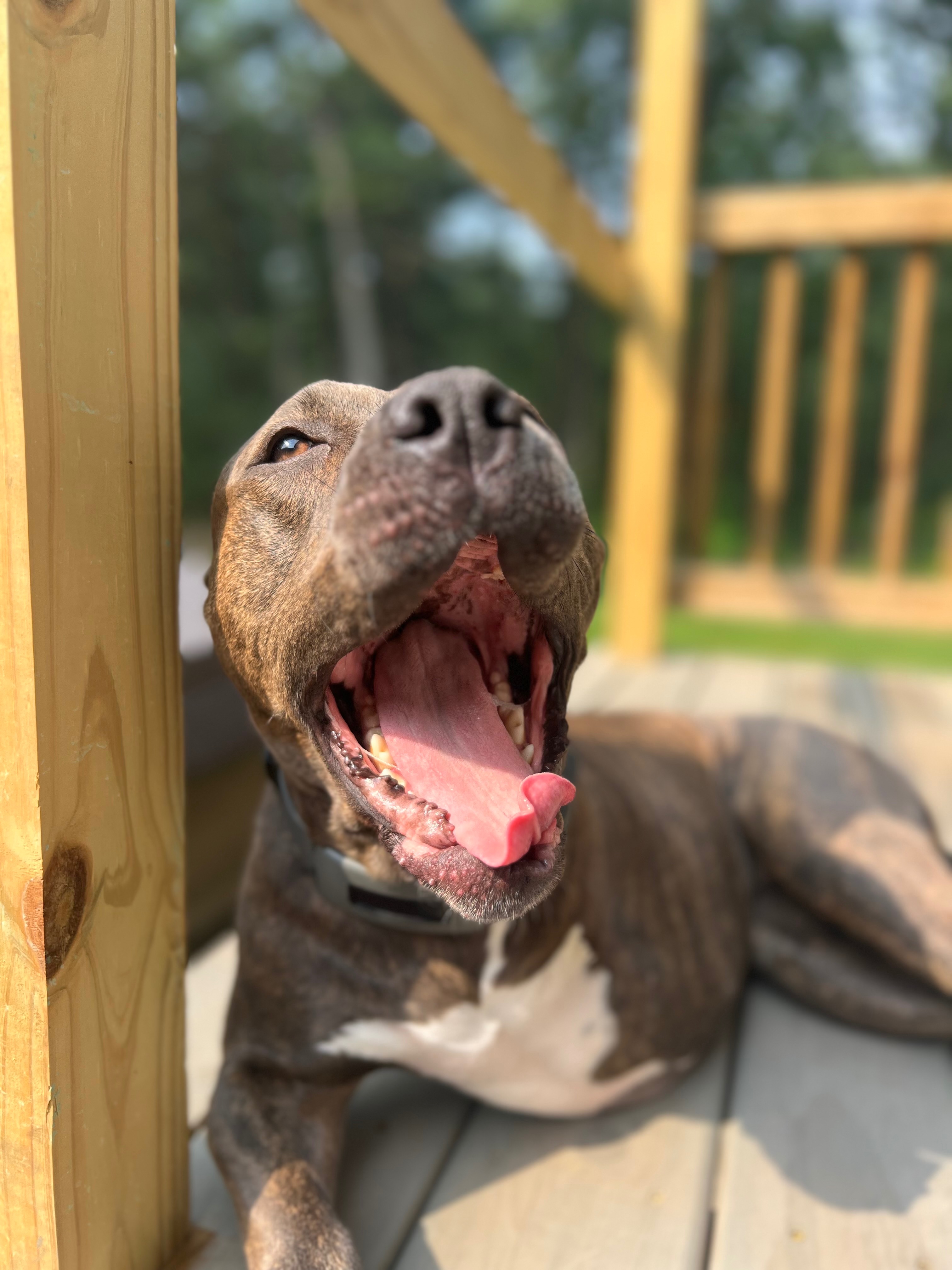 Help Gigi Walk Again: Support Her Surgery campaign photo, 4 of 7