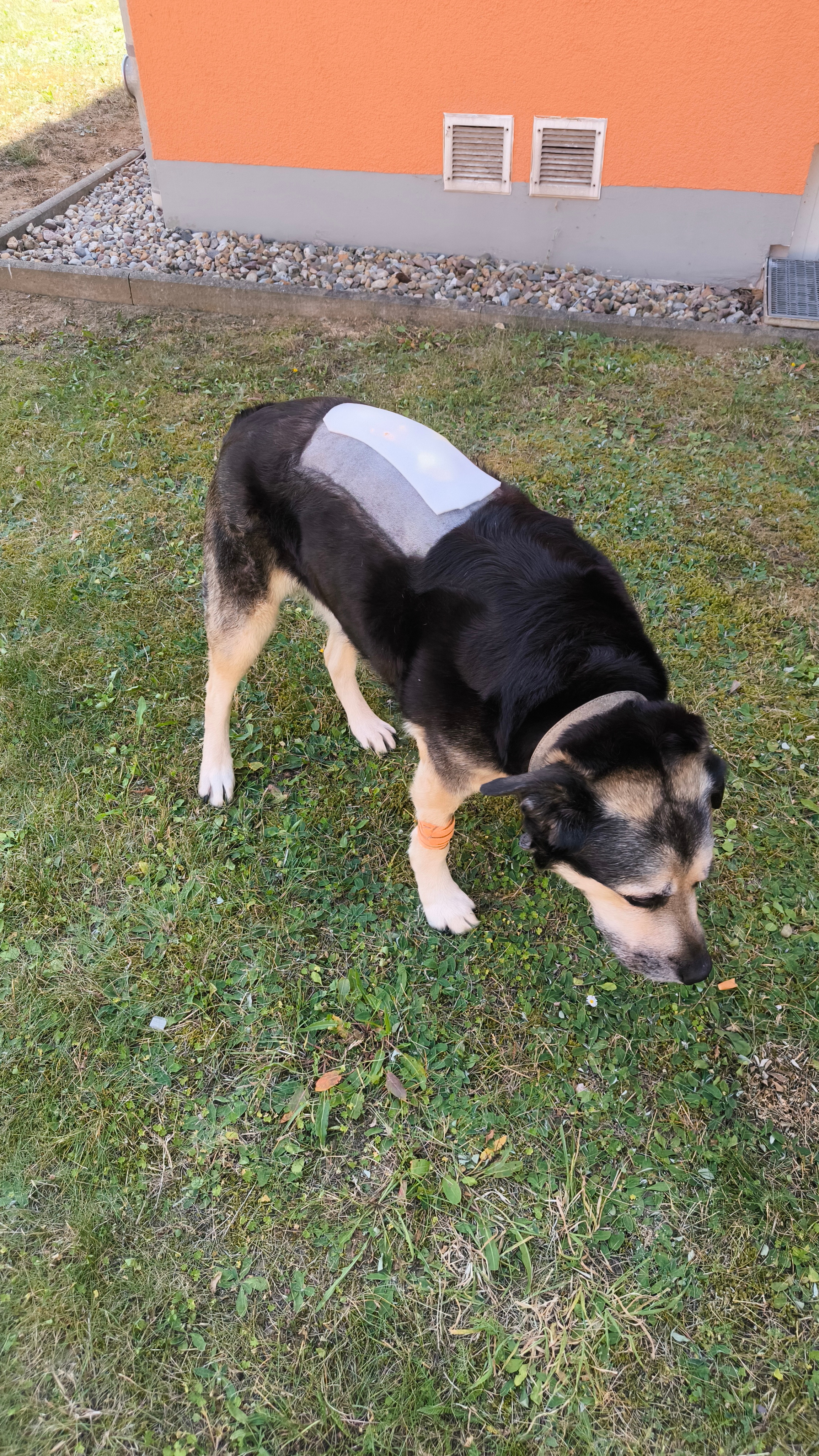 Hilfe für Bonnie – dringende Nachbehandlung Rücken-OP campaign photo, 6 of 8
