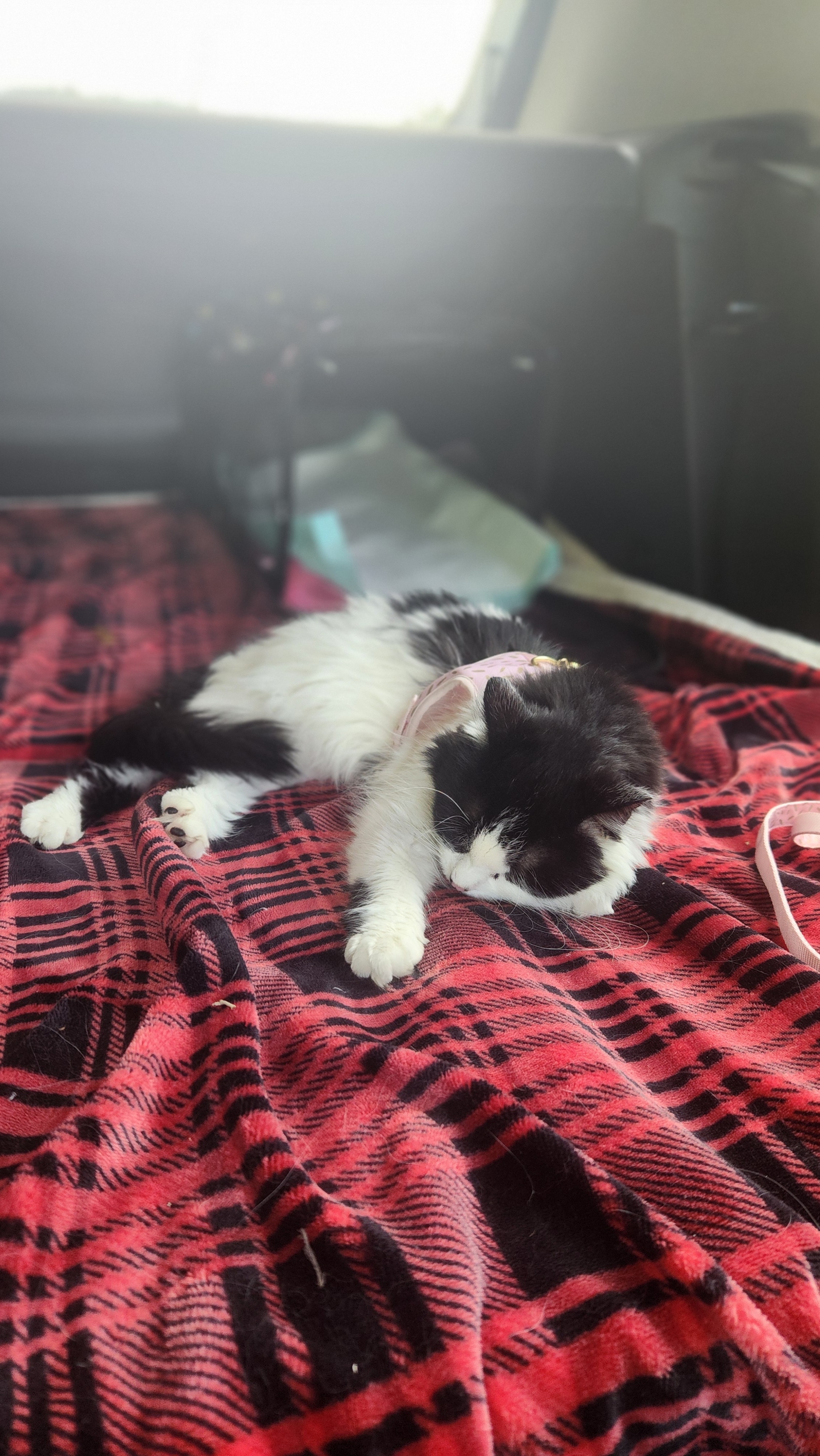Moo Moo's Surgery: A Loving Plea campaign photo, 7 of 8