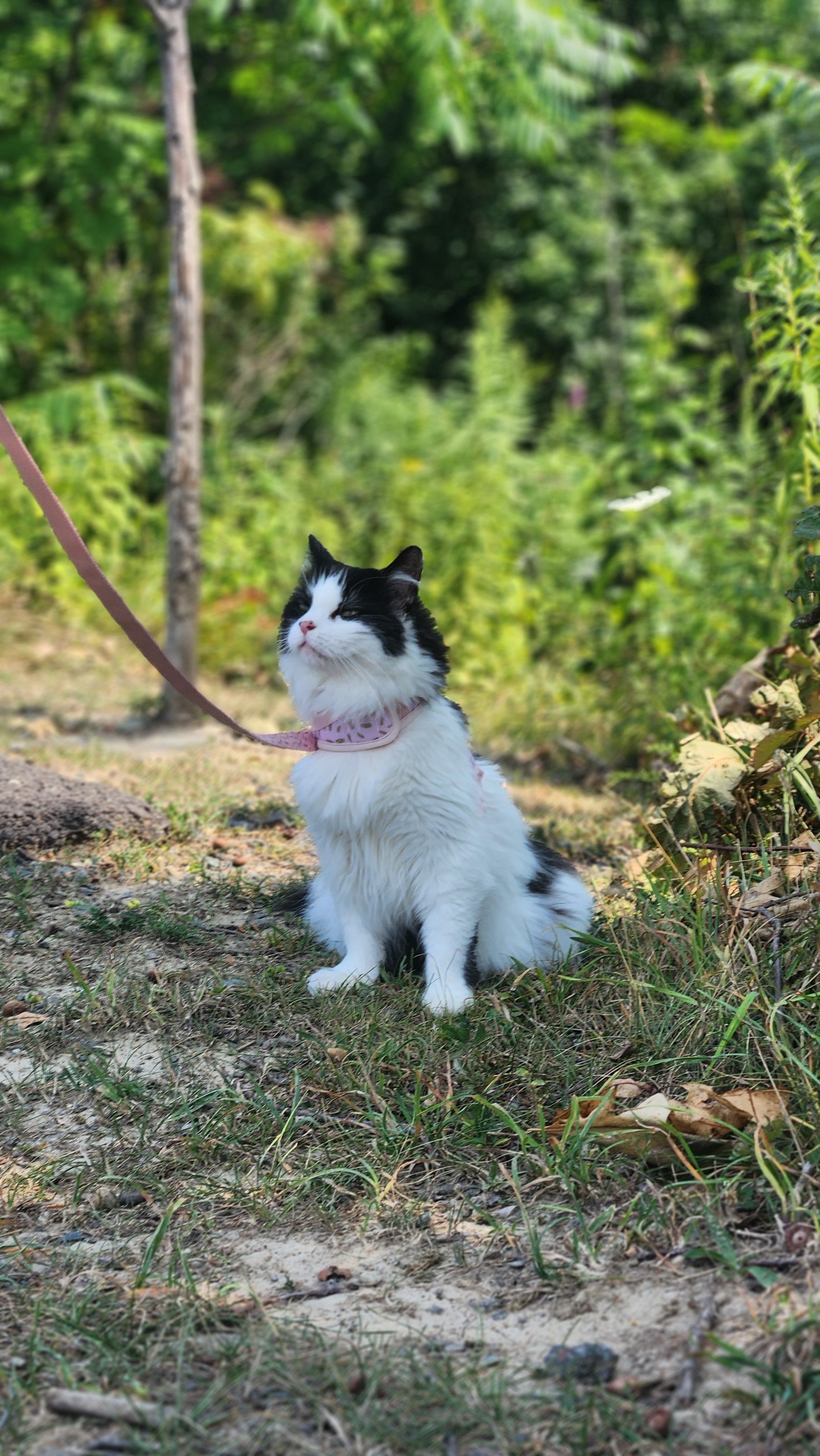 Moo Moo's Surgery: A Loving Plea campaign photo, 4 of 8