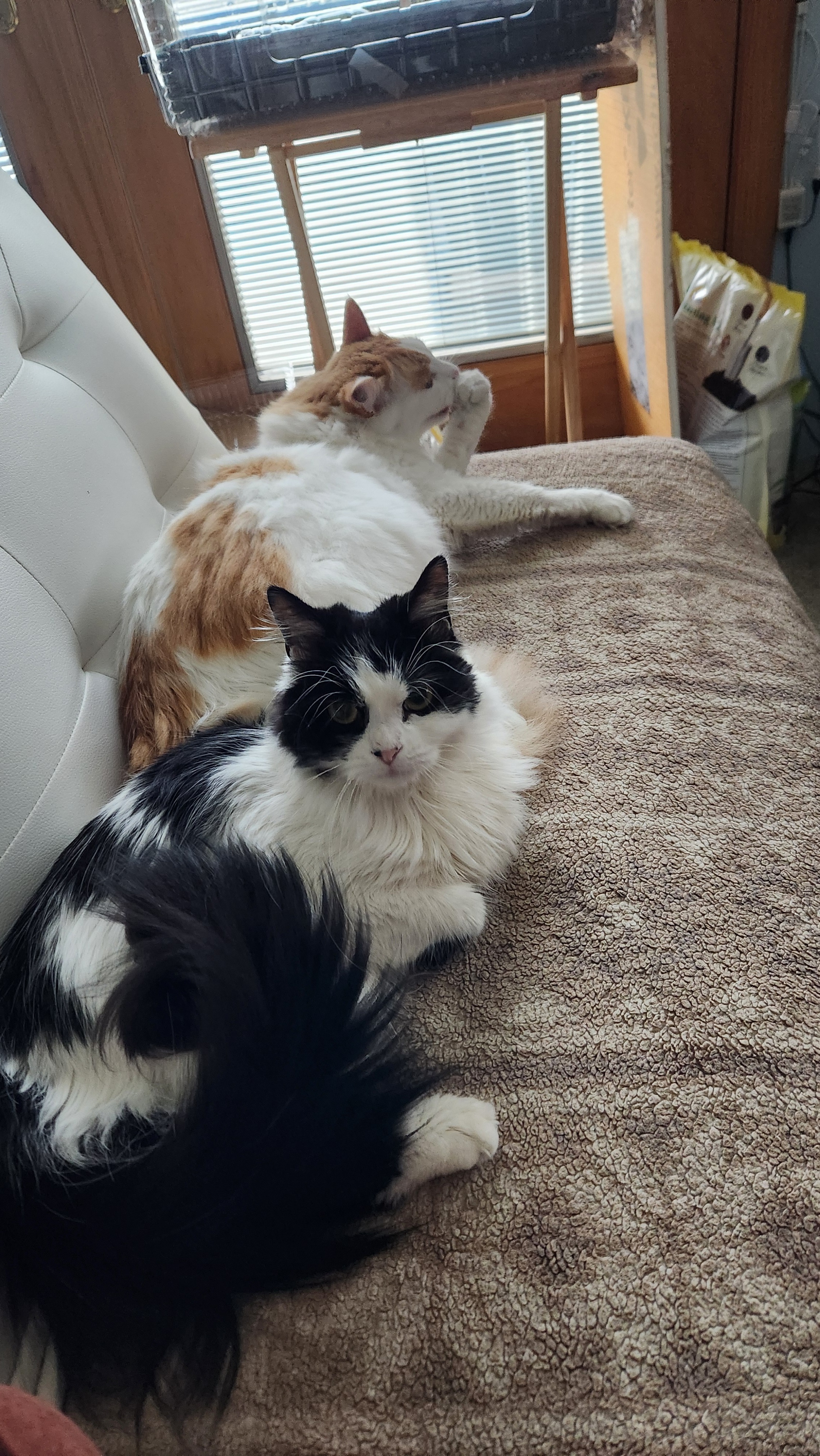 Moo Moo's Surgery: A Loving Plea campaign photo, 5 of 8