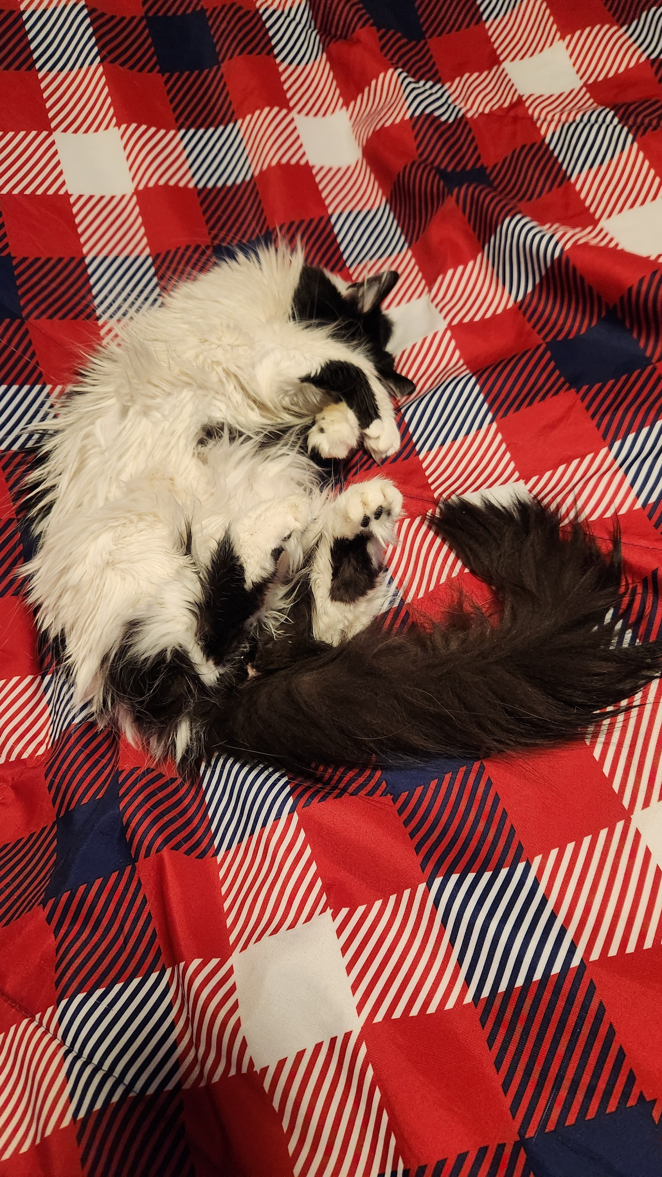 Moo Moo's Surgery: A Loving Plea campaign photo, 6 of 8