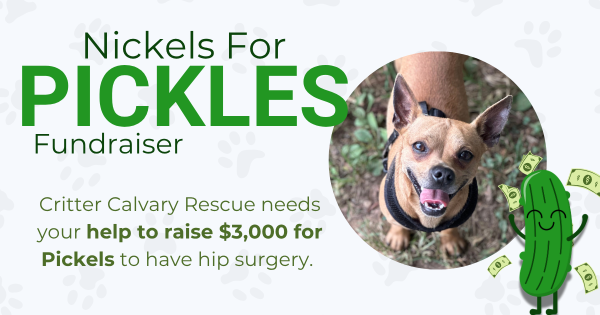 Nickels for Pickles Fundraiser for the cutest pup in Nash campaign photo, 5 of 6