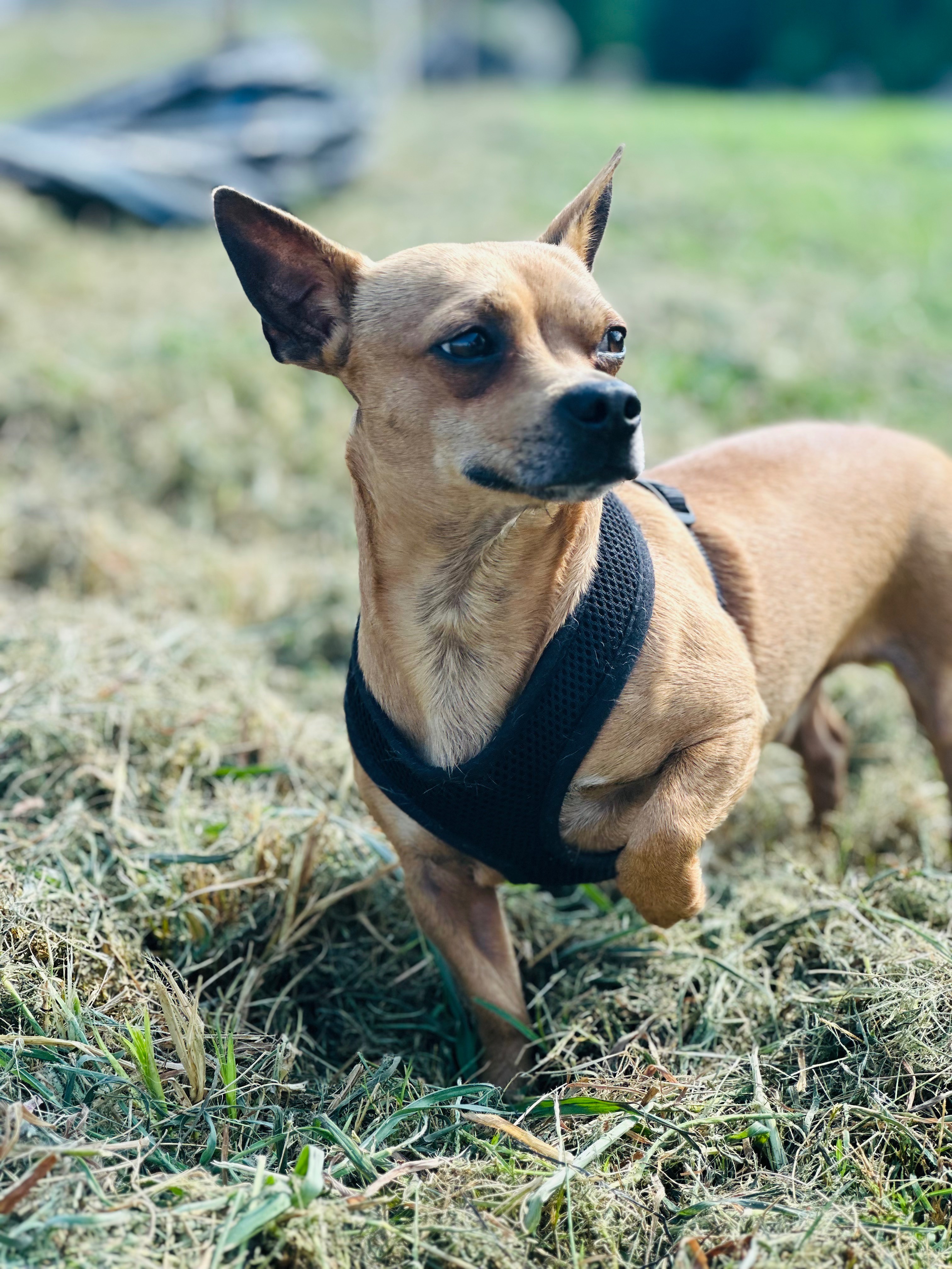 Nickels for Pickles Fundraiser for the cutest pup in Nash campaign photo, 2 of 6