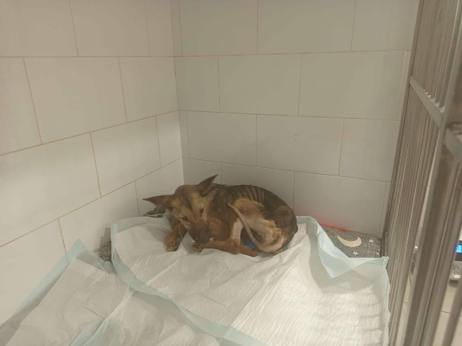 Support Sparta's Journey to a New Life campaign photo, 4 of 8