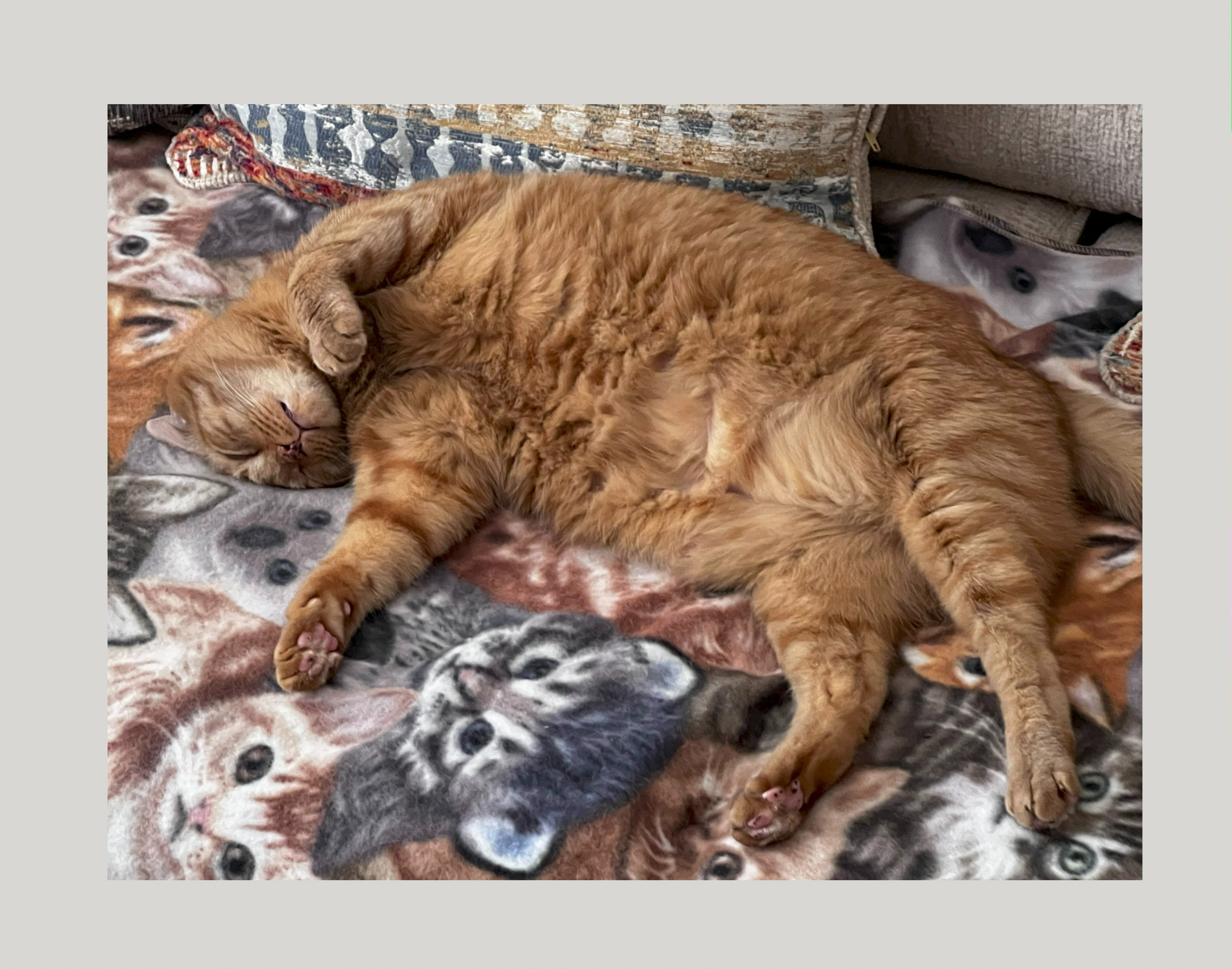 Support Connecticut Cat Connection's Mission campaign photo, 4 of 5