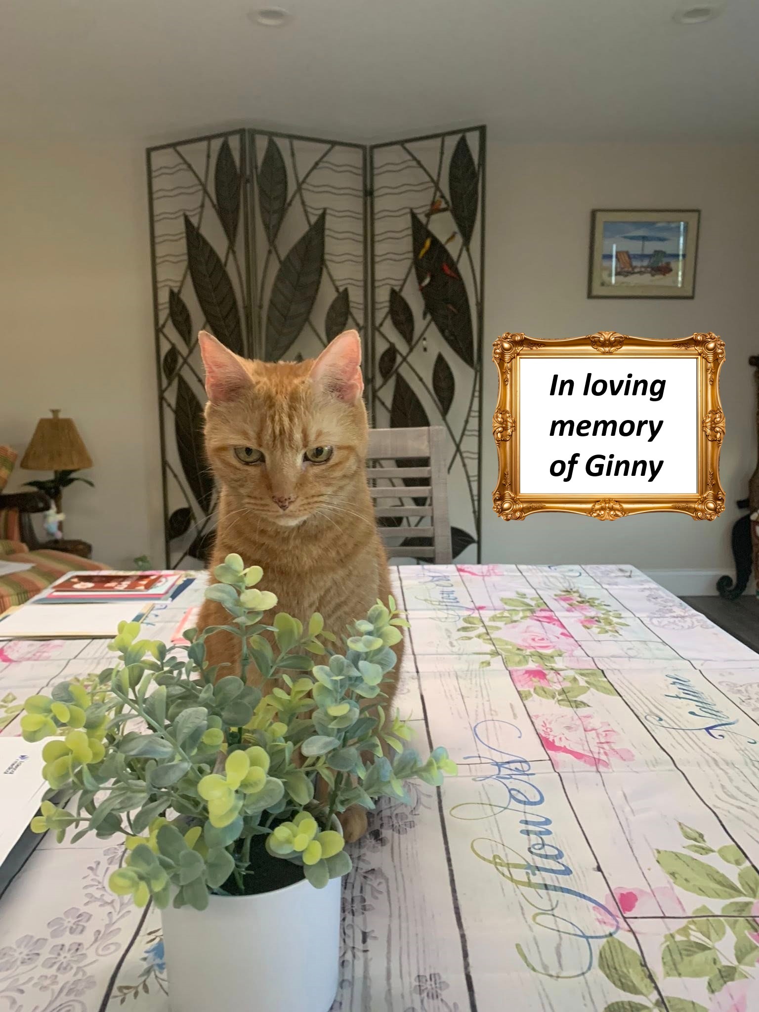 Support Connecticut Cat Connection's Mission campaign photo, 2 of 5