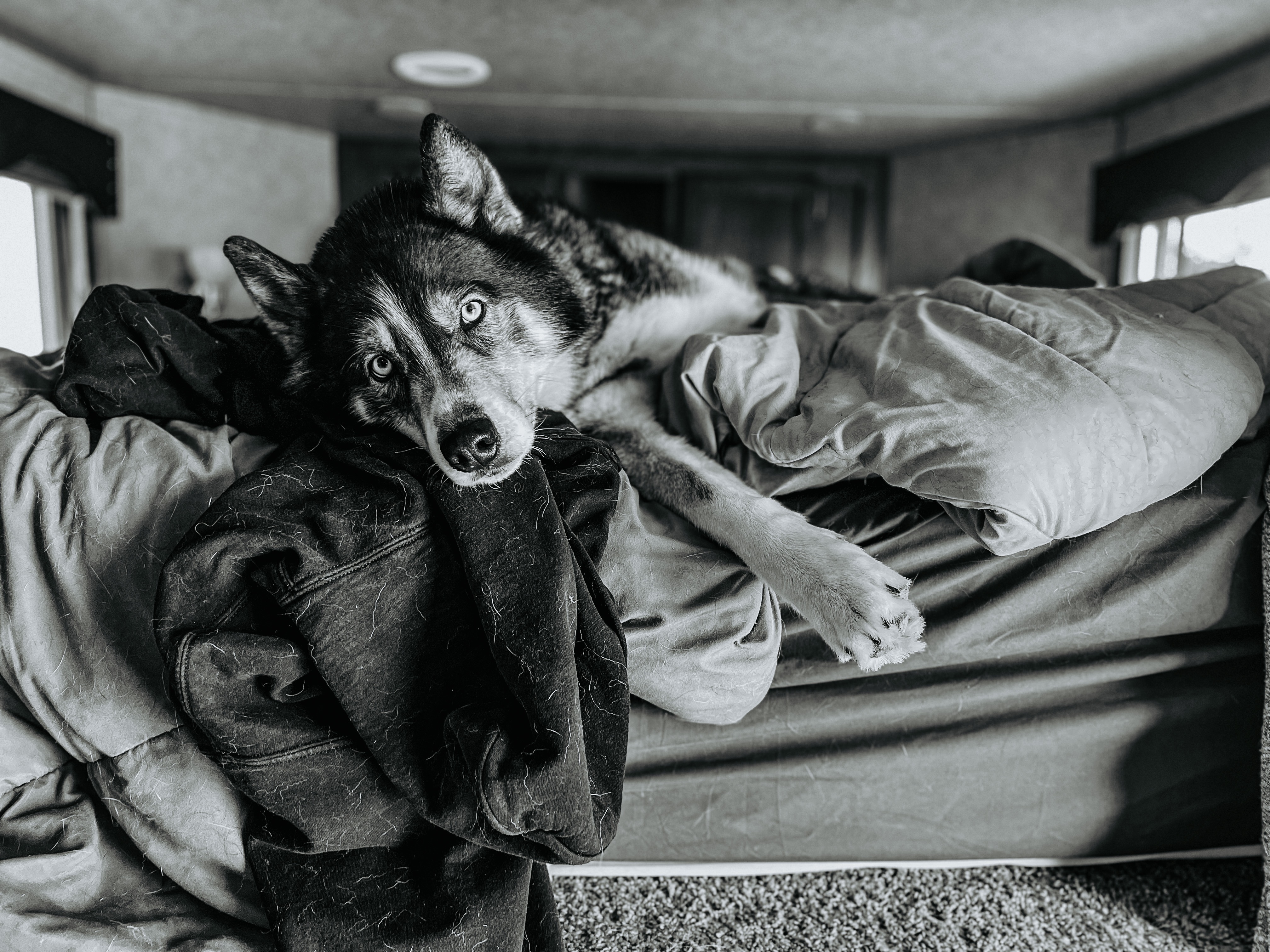 Help Meeko fight for life campaign photo, 2 of 8